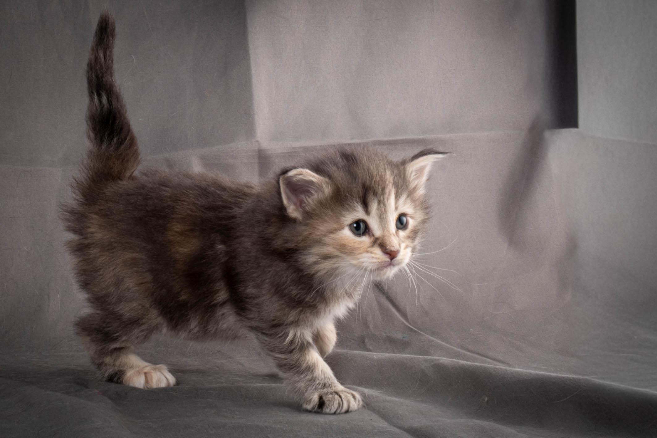 (N)Migoto's Anne, NFO n 22