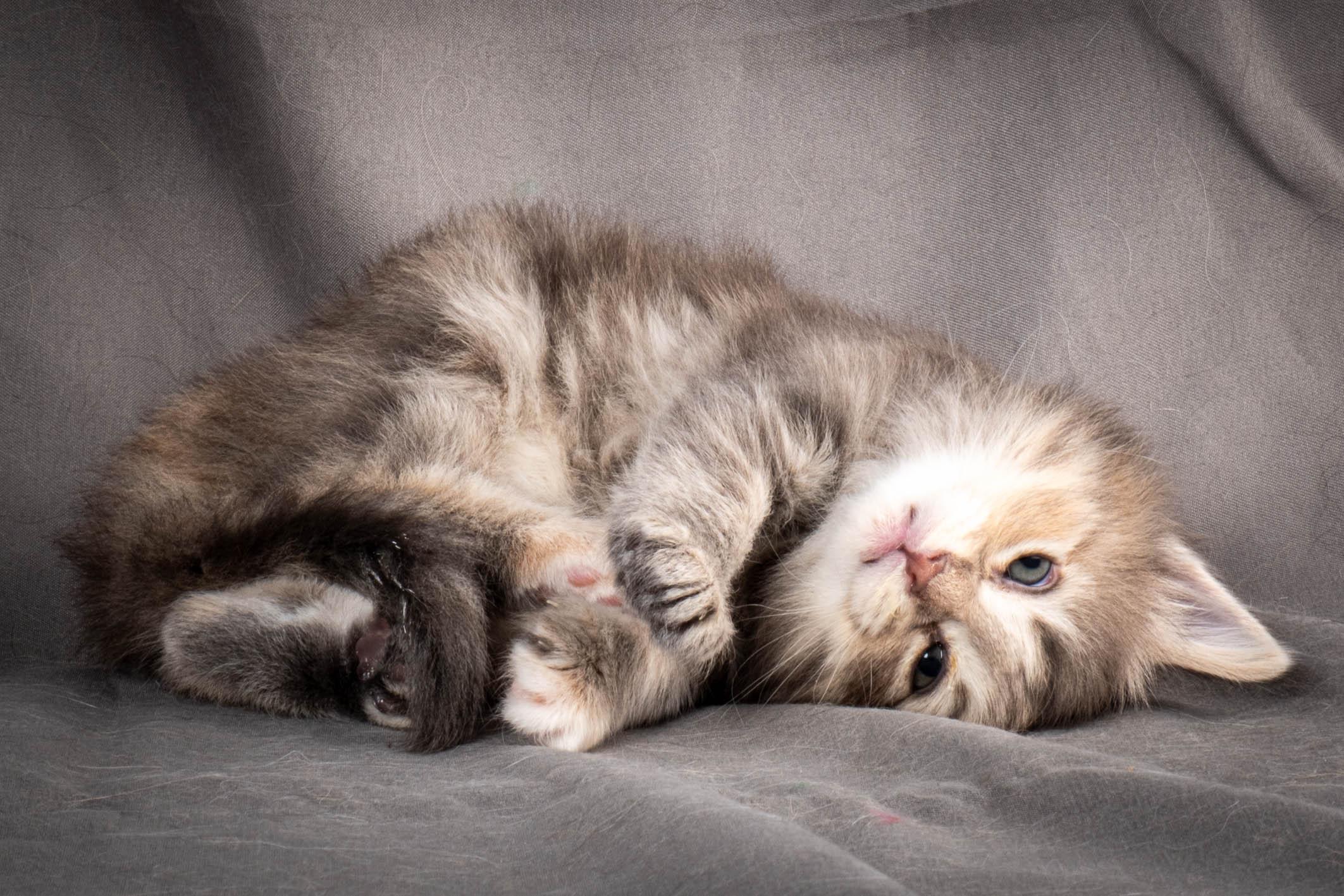 (N)Migoto's Anne, NFO n 22