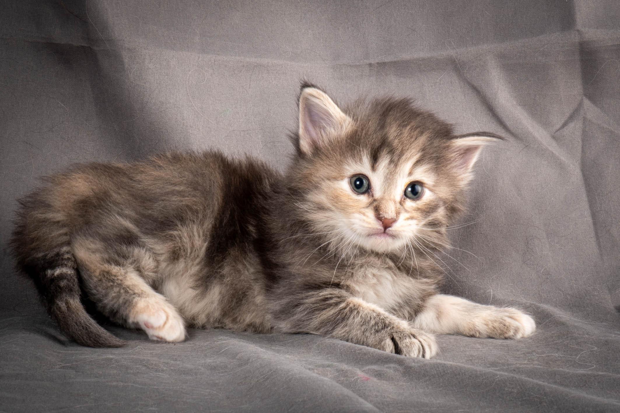 (N)Migoto's Anne, NFO n 22