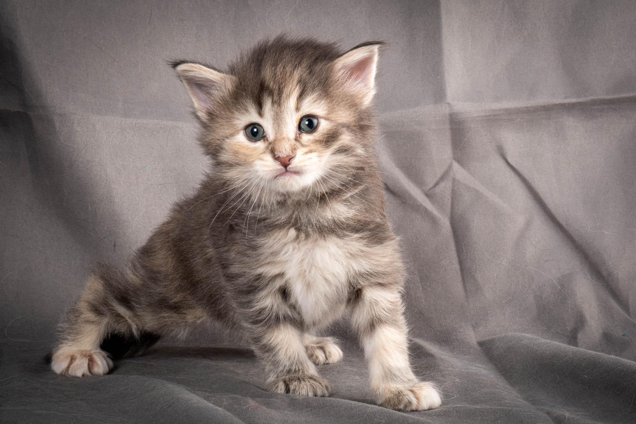 (N)Migoto's Anne, NFO n 22