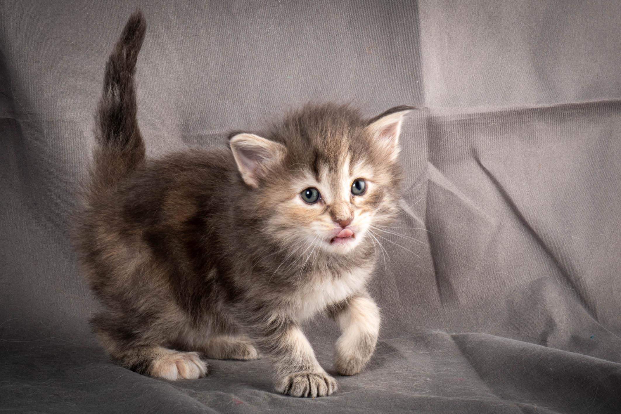 (N)Migoto's Anne, NFO n 22