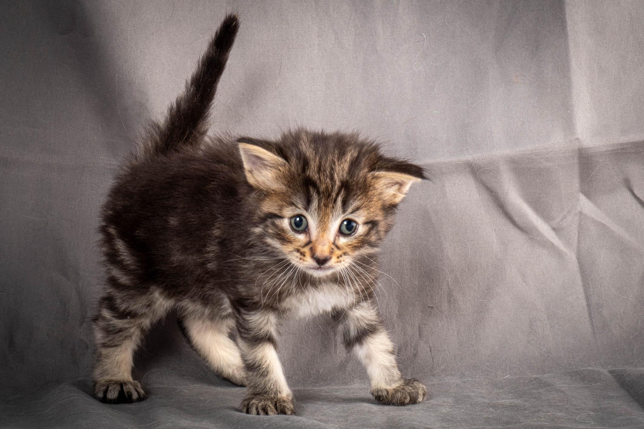 (N)Migoto's August, NFO a (09) 22