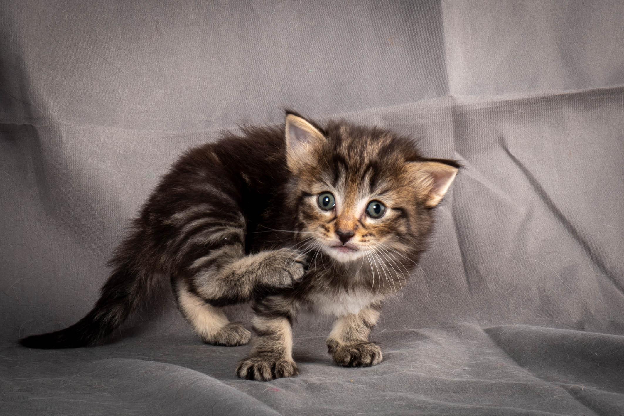 (N)Migoto's August, NFO a (09) 22