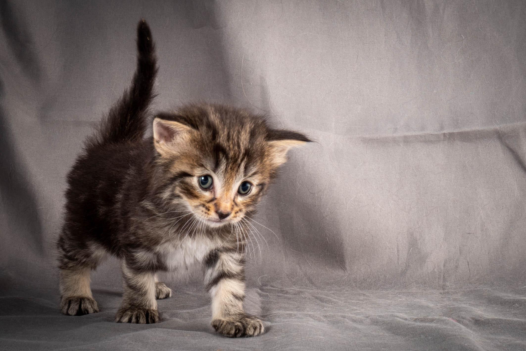 (N)Migoto's August, NFO a (09) 22