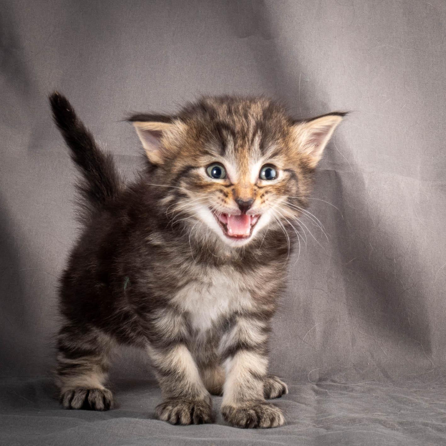 (N)Migoto's August, NFO a (09) 22