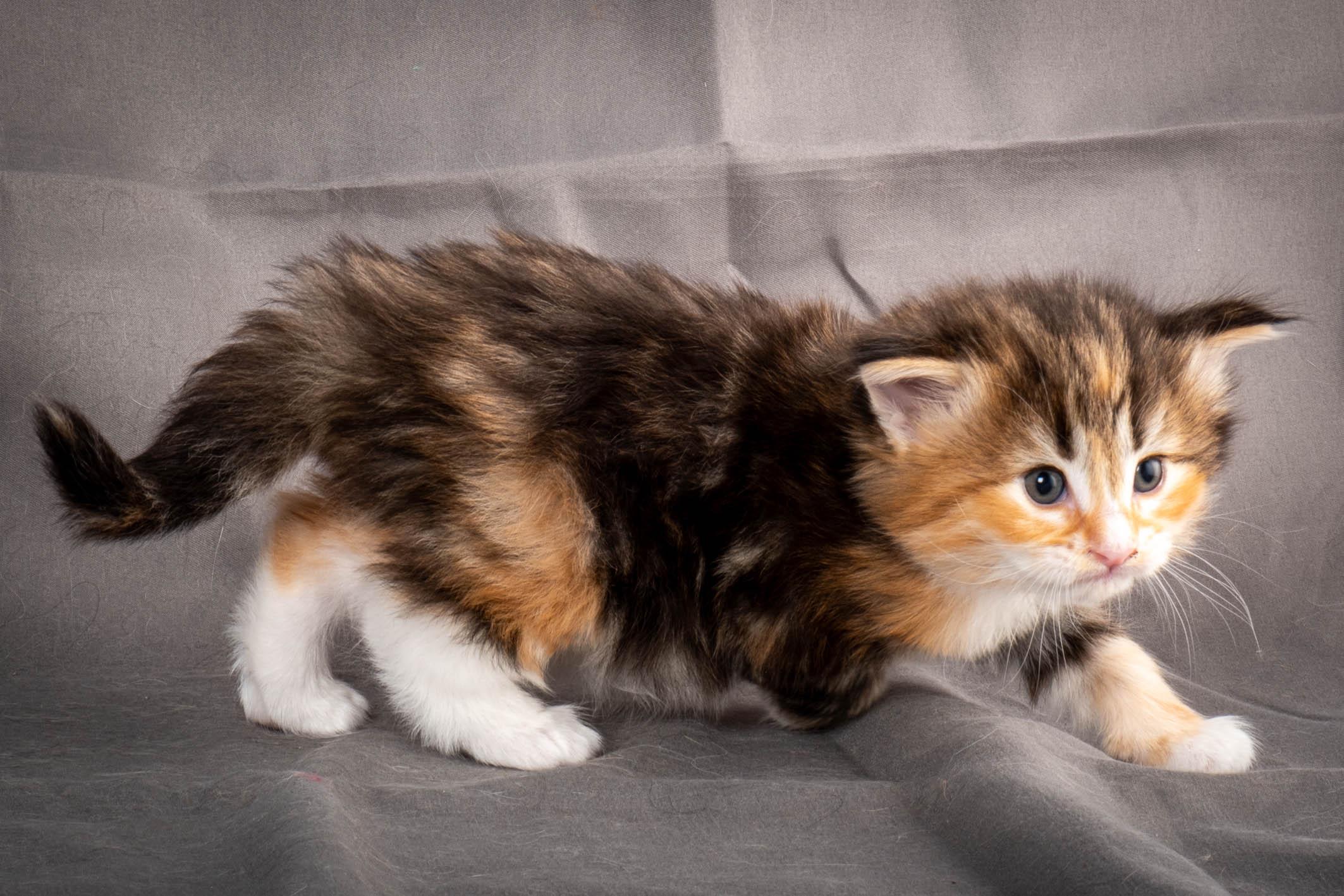 (N)Migoto's Alva, NFO f 09 22