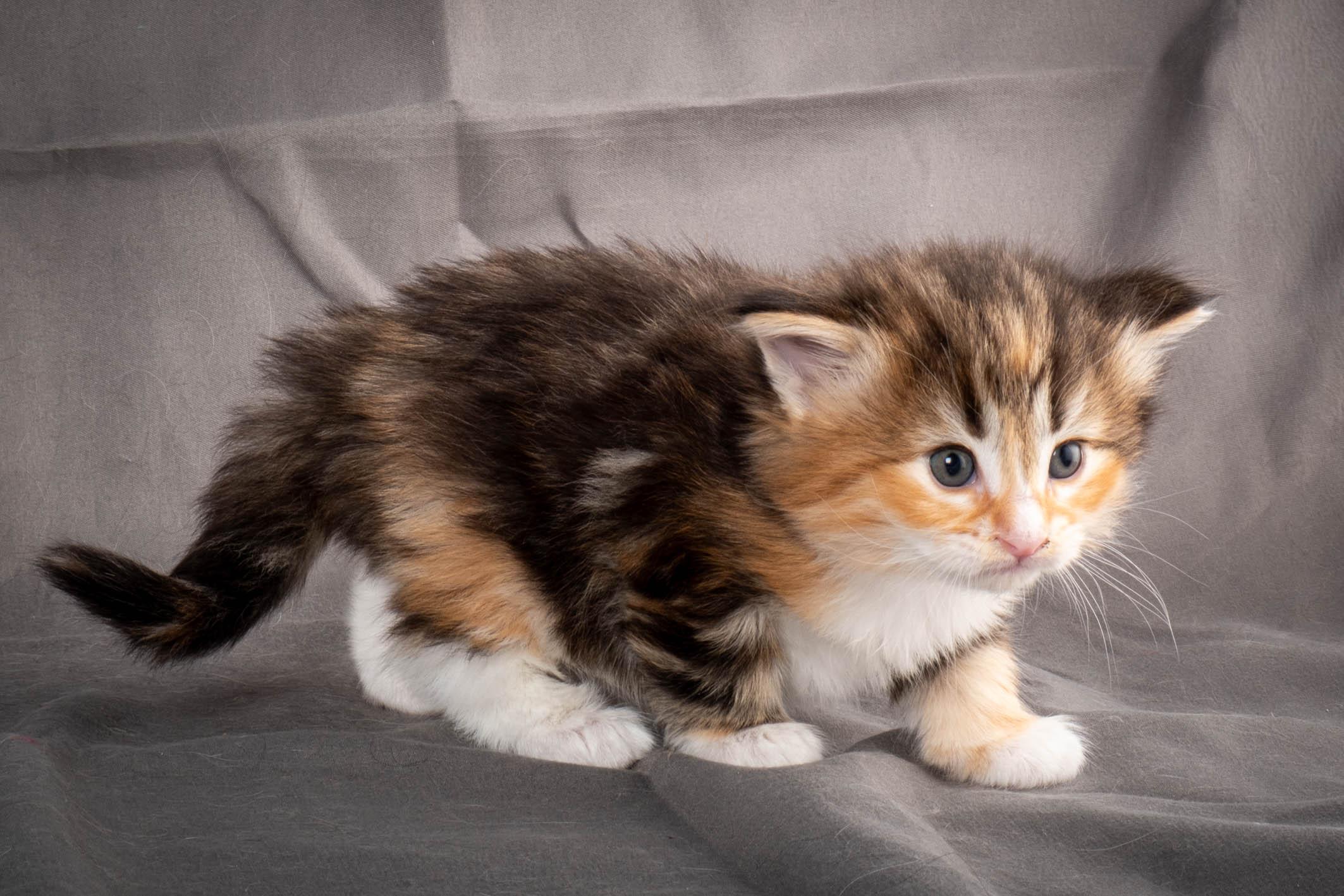 (N)Migoto's Alva, NFO f 09 22