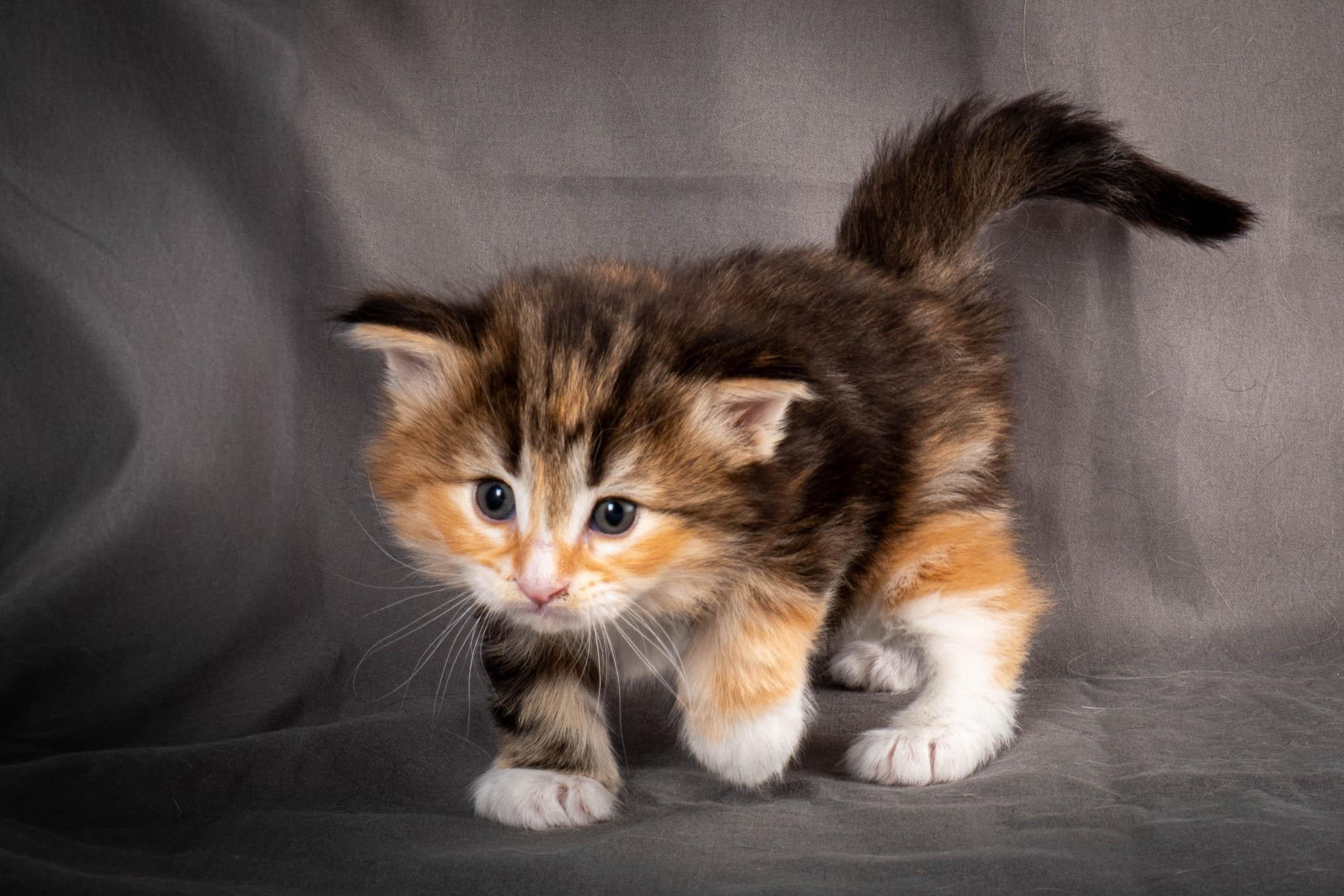 (N)Migoto's Alva, NFO f 09 22