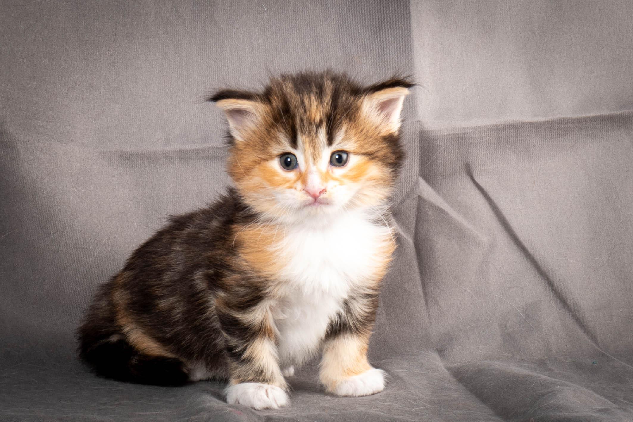 (N)Migoto's Alva, NFO f 09 22