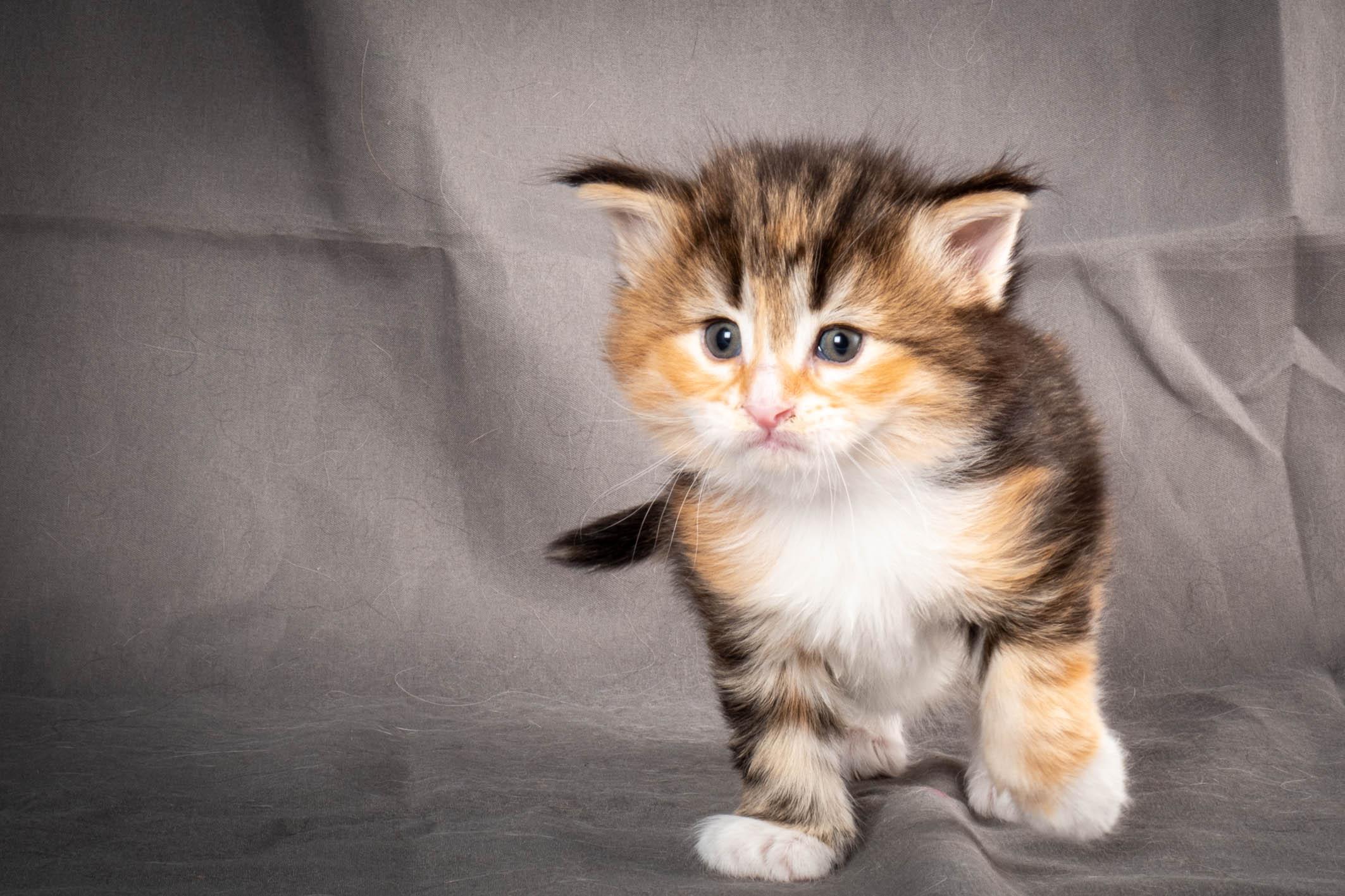 (N)Migoto's Alva, NFO f 09 22