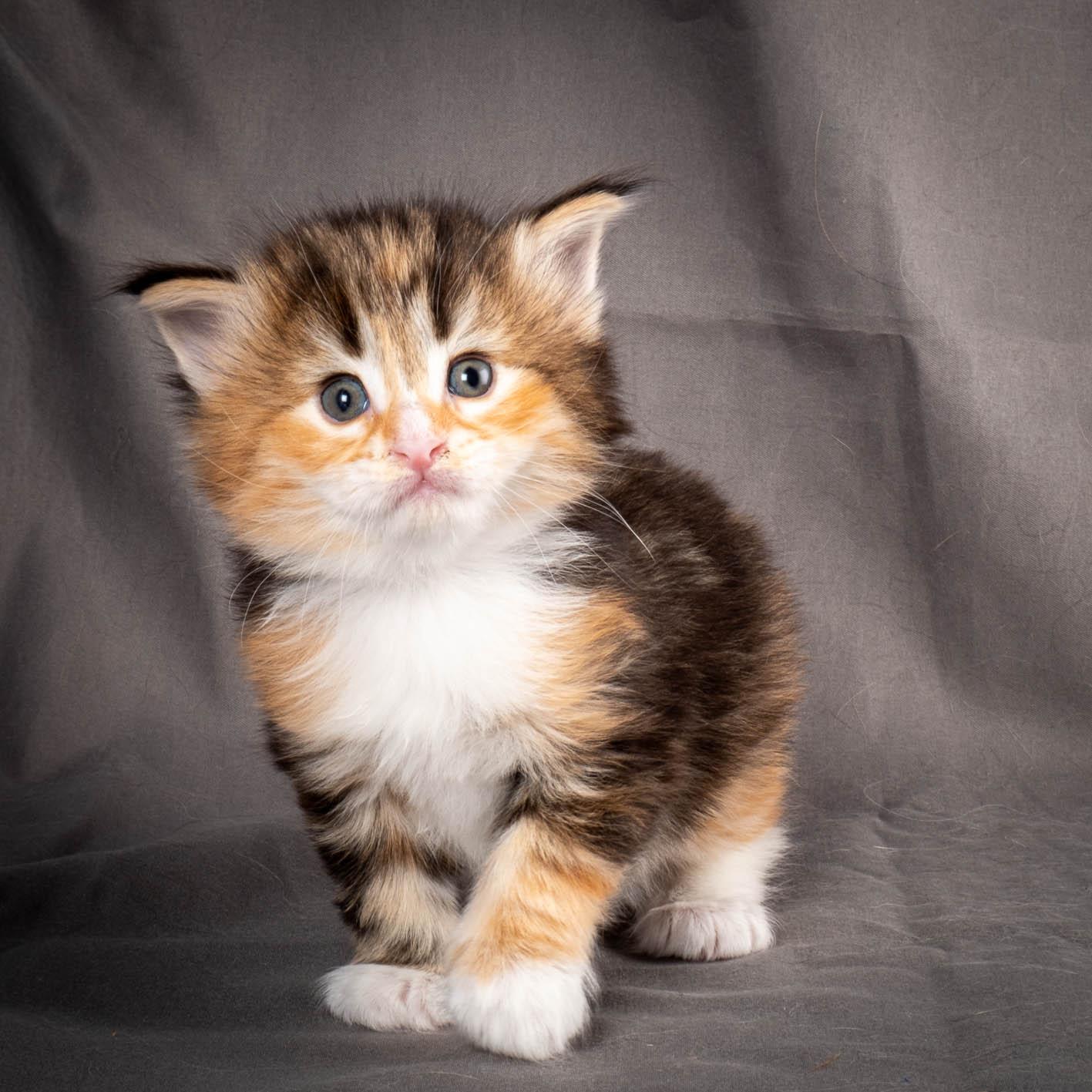 (N)Migoto's Alva, NFO f 09 22