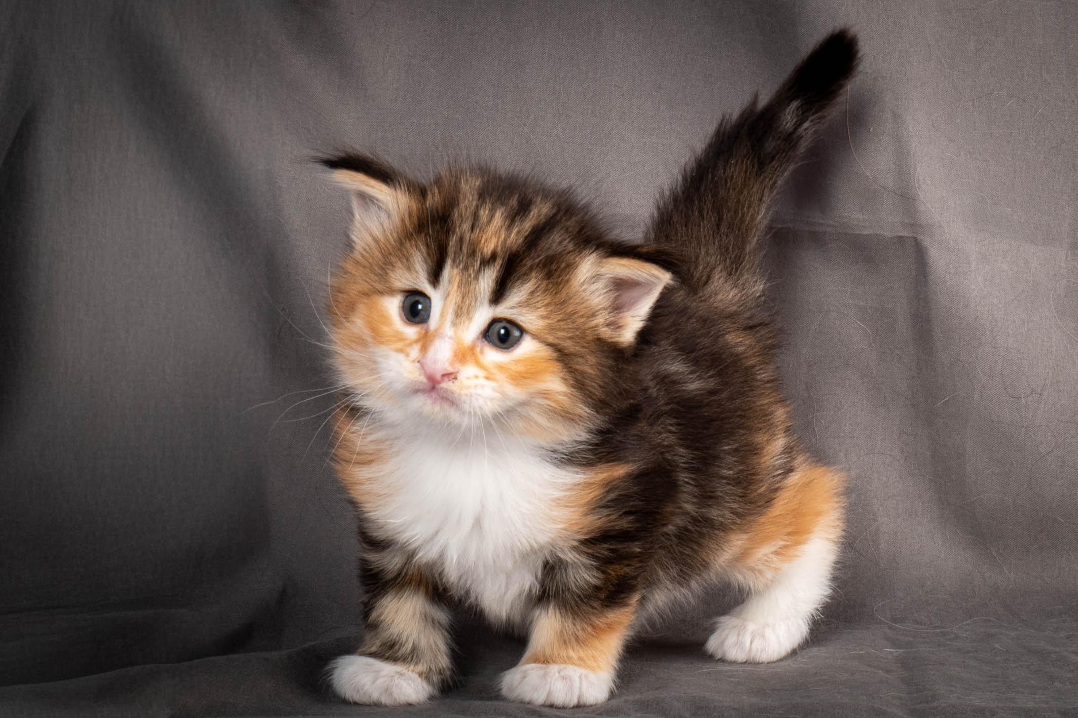 (N)Migoto's Alva, NFO f 09 22