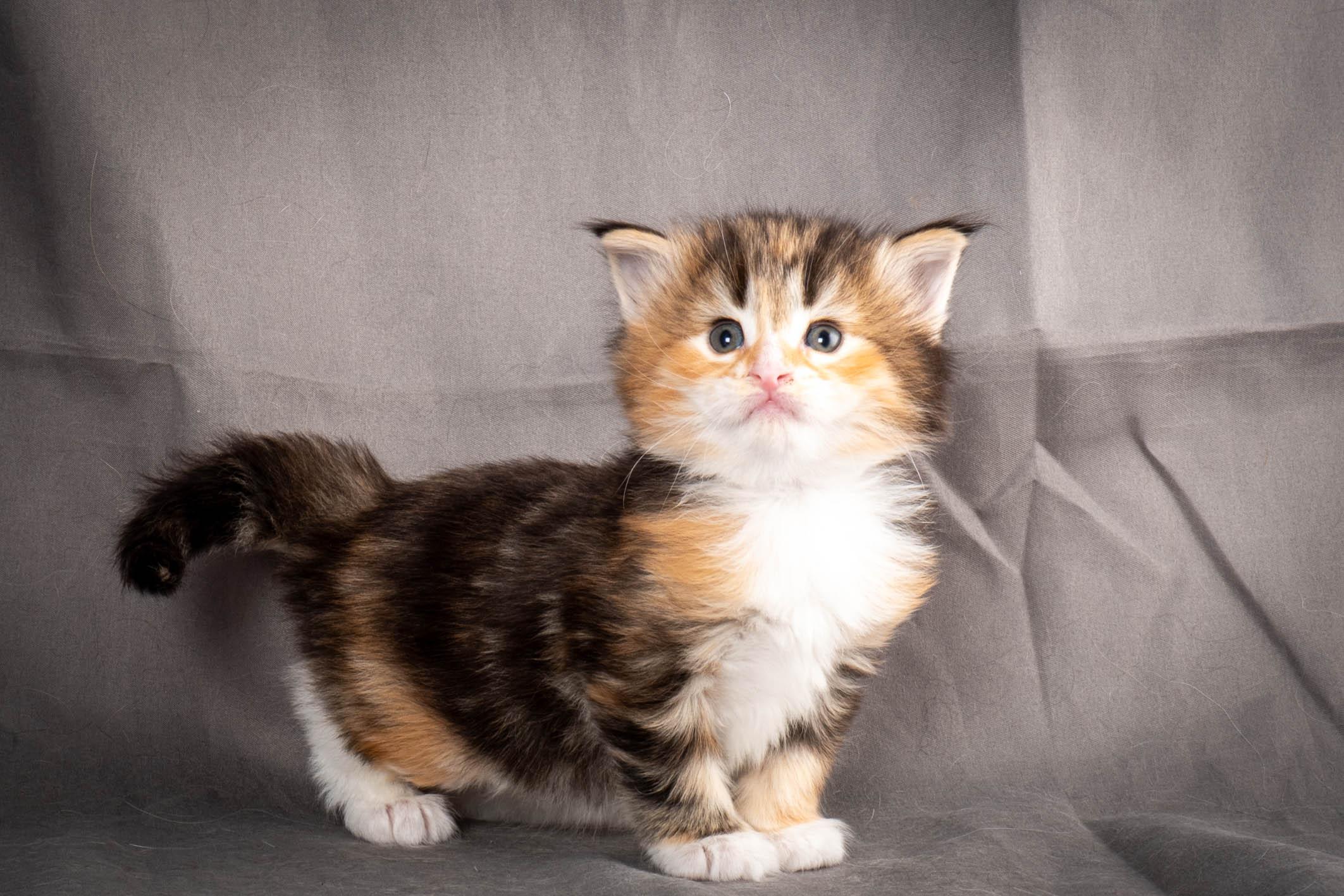 (N)Migoto's Alva, NFO f 09 22