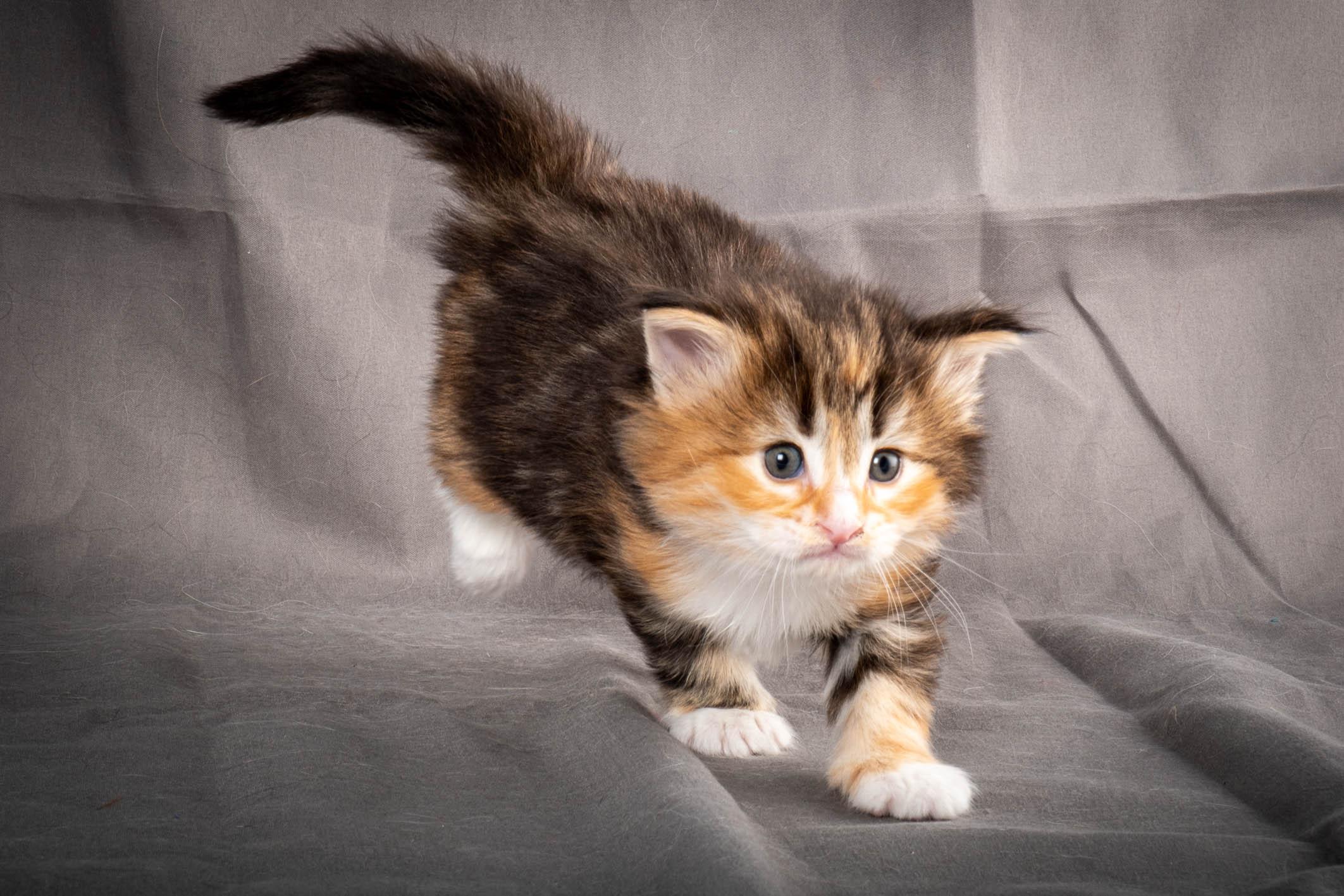 (N)Migoto's Alva, NFO f 09 22