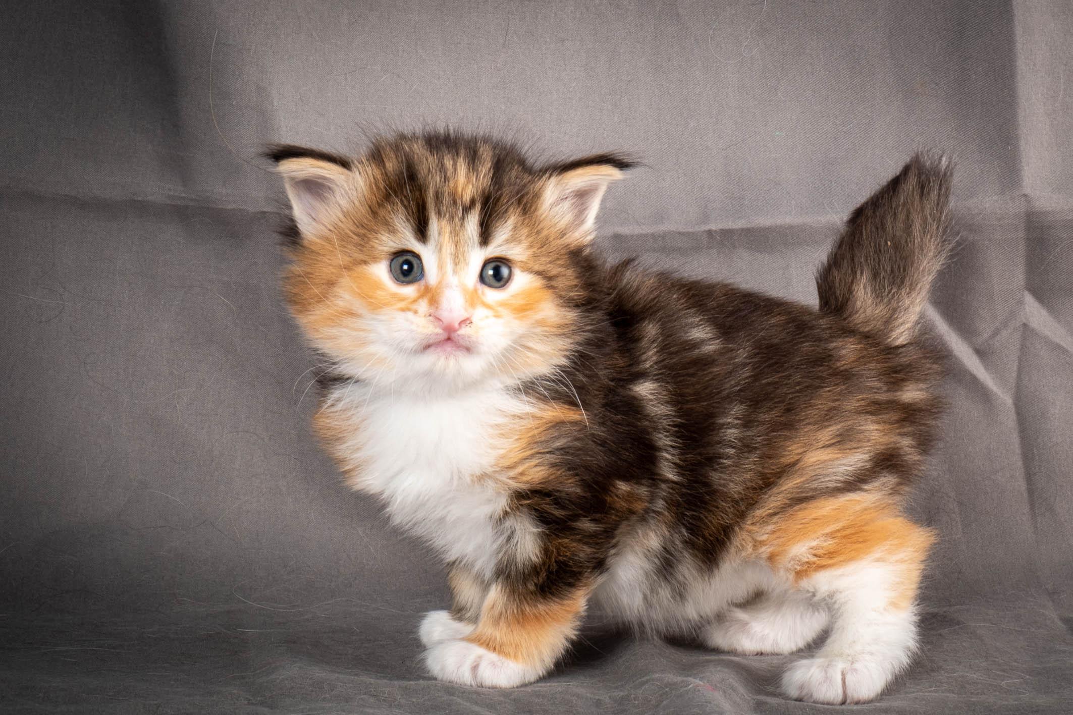 (N)Migoto's Alva, NFO f 09 22