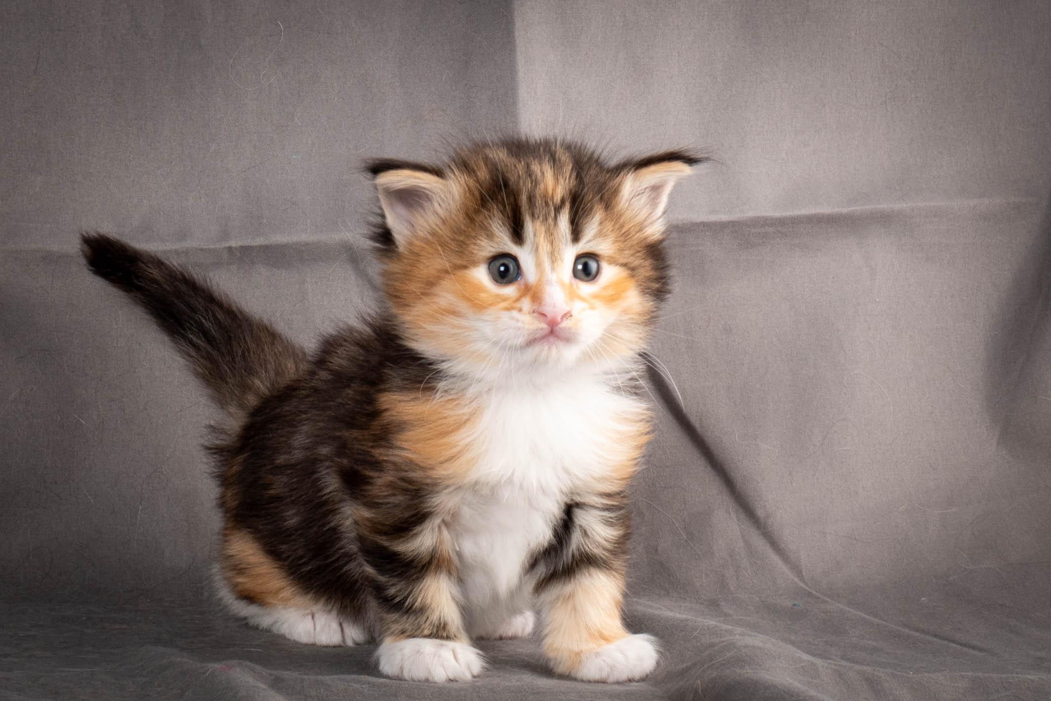 (N)Migoto's Alva, NFO f 09 22