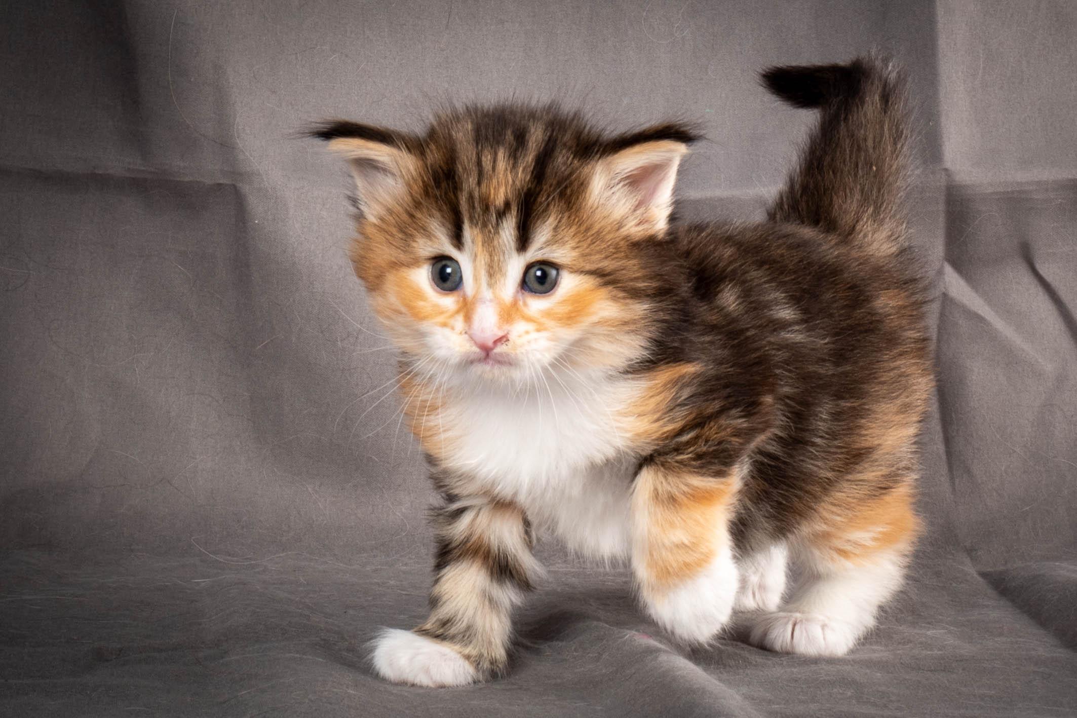 (N)Migoto's Alva, NFO f 09 22