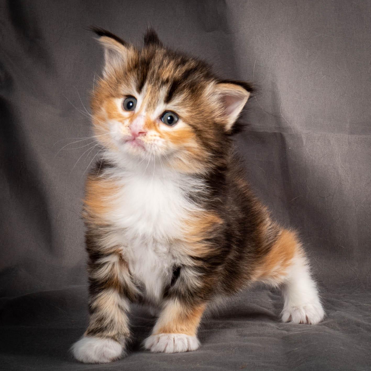 (N)Migoto's Alva, NFO f 09 22