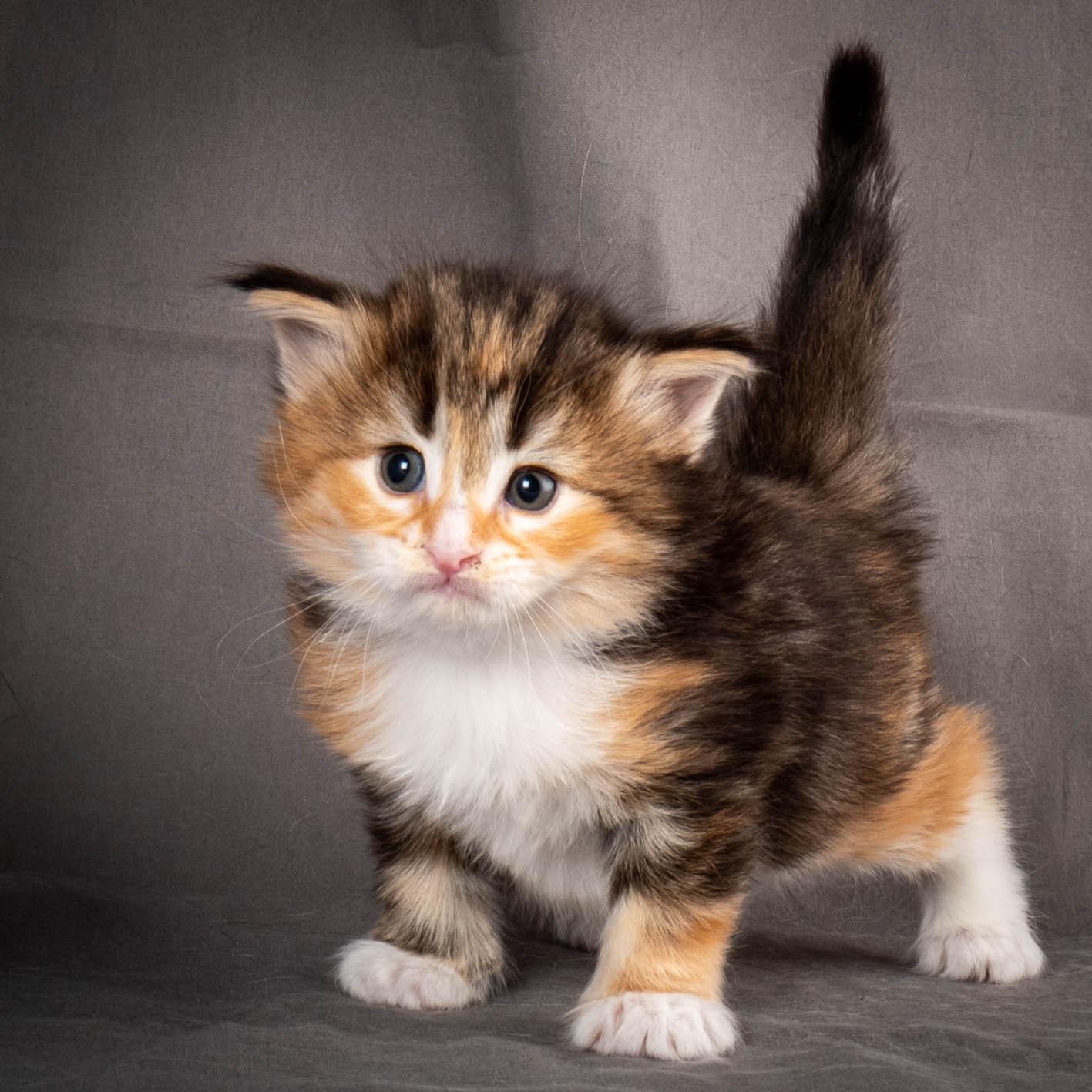 (N)Migoto's Alva, NFO f 09 22