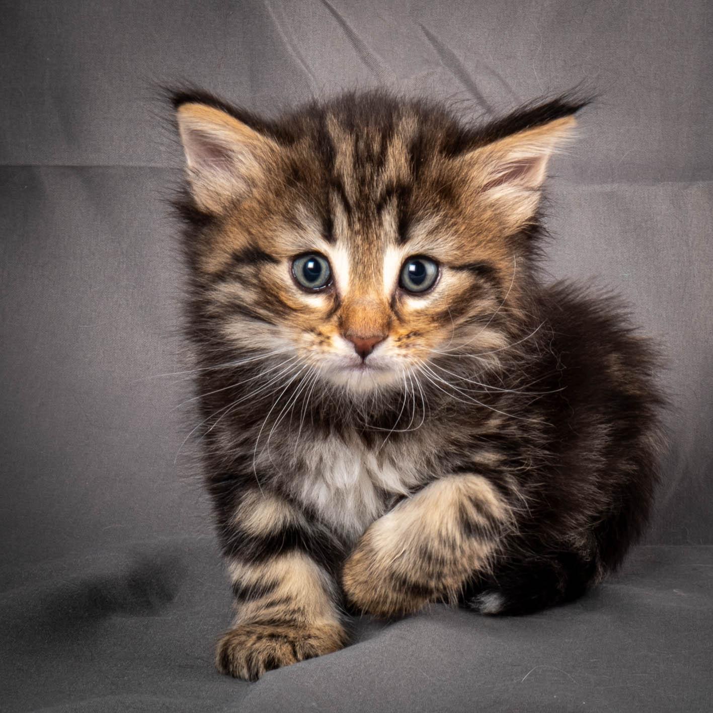 (N)Migoto's Anton, NFO n 22