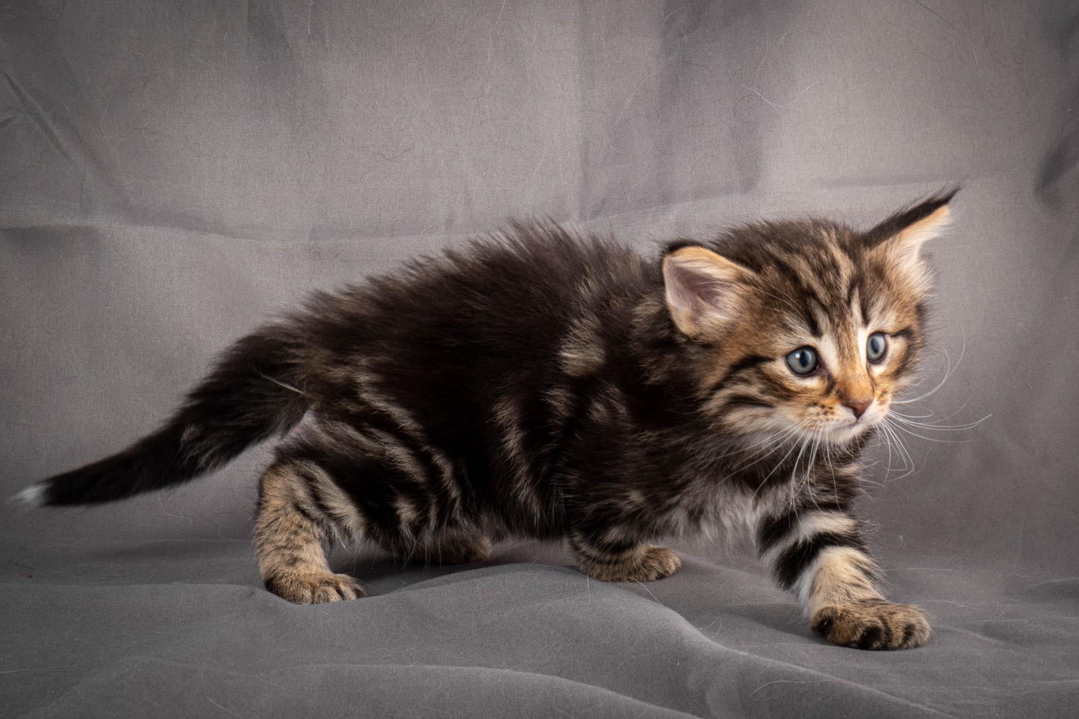 (N)Migoto's Anton, NFO n 22