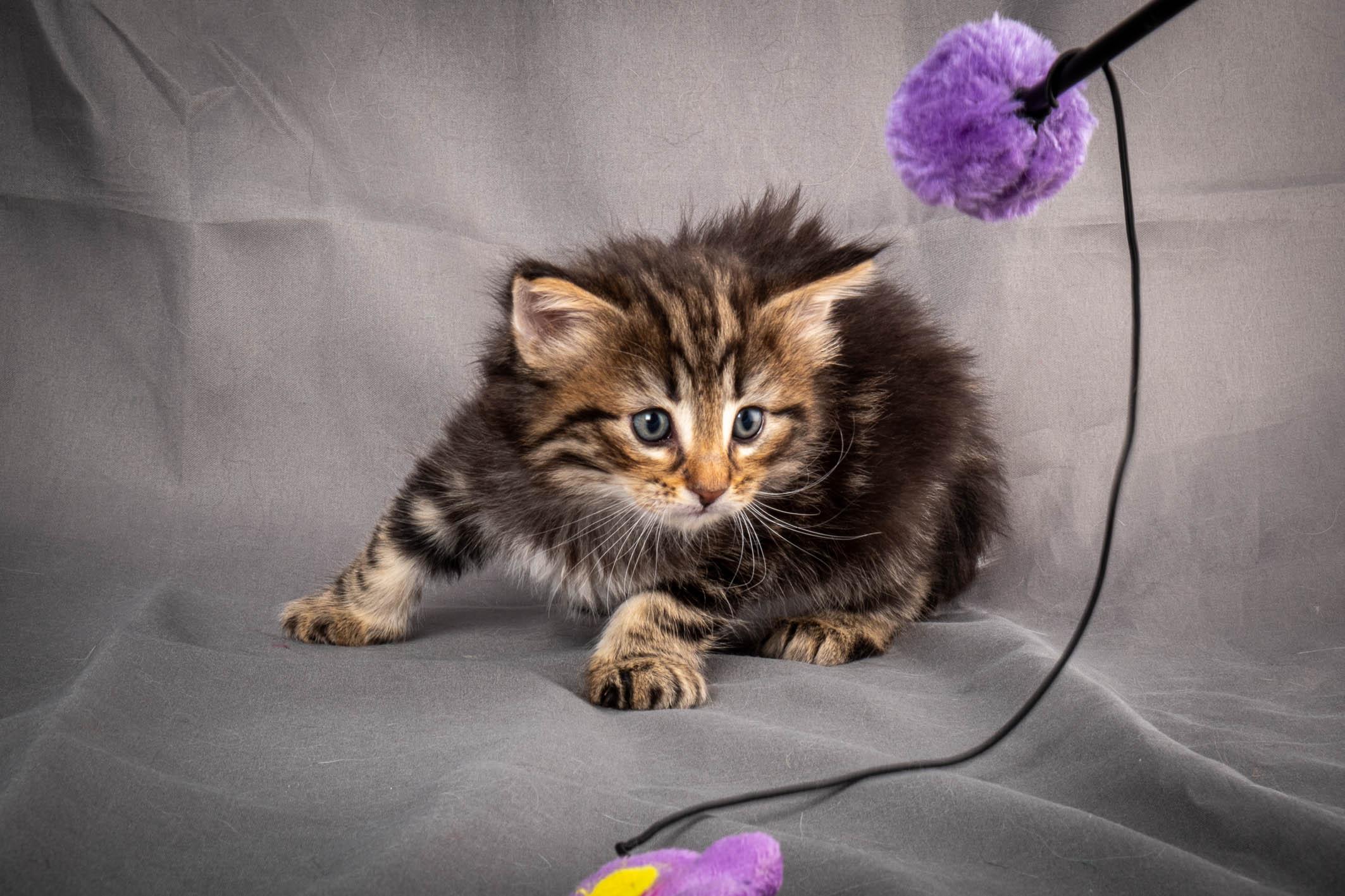 (N)Migoto's Anton, NFO n 22