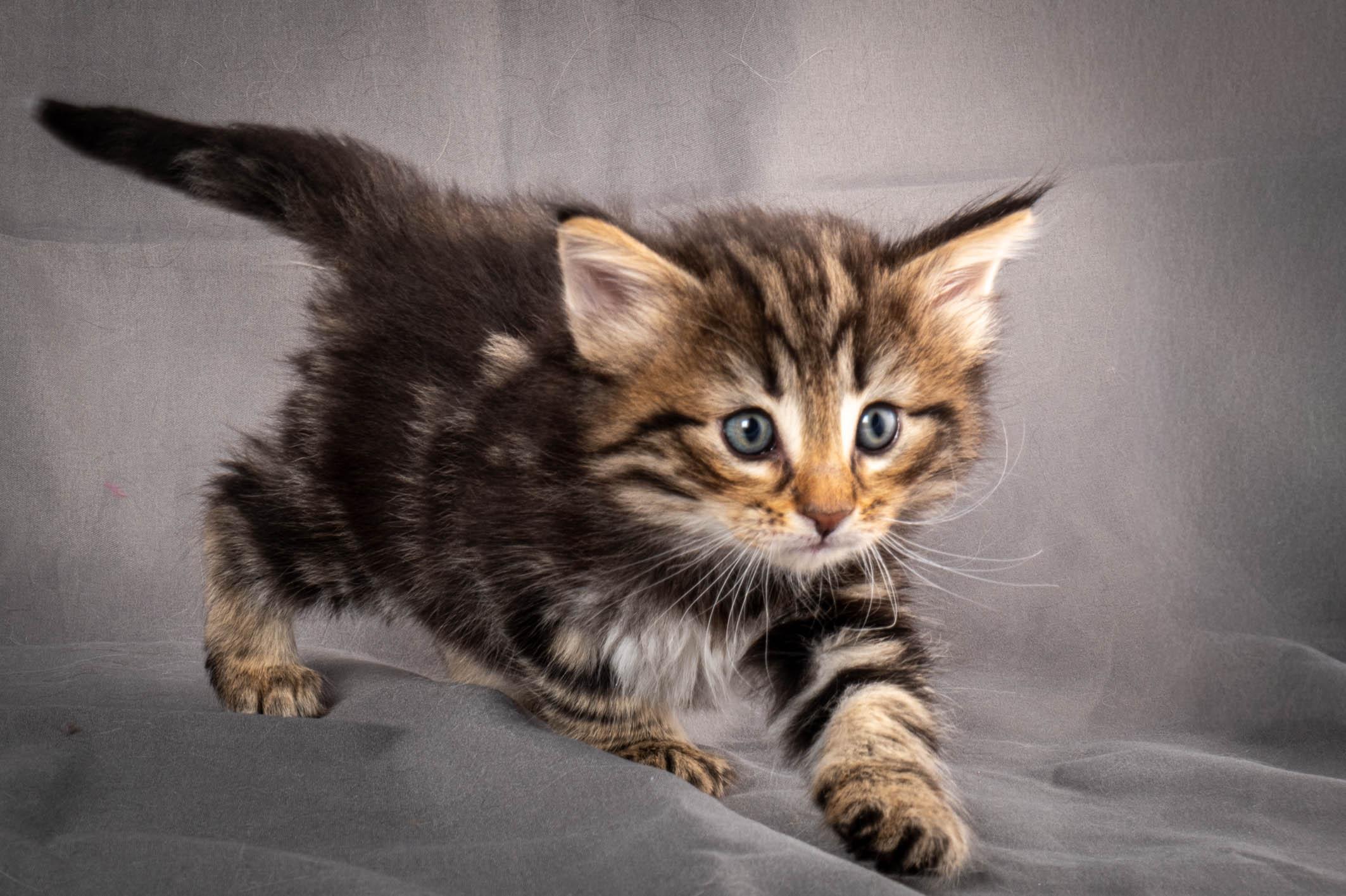 (N)Migoto's Anton, NFO n 22