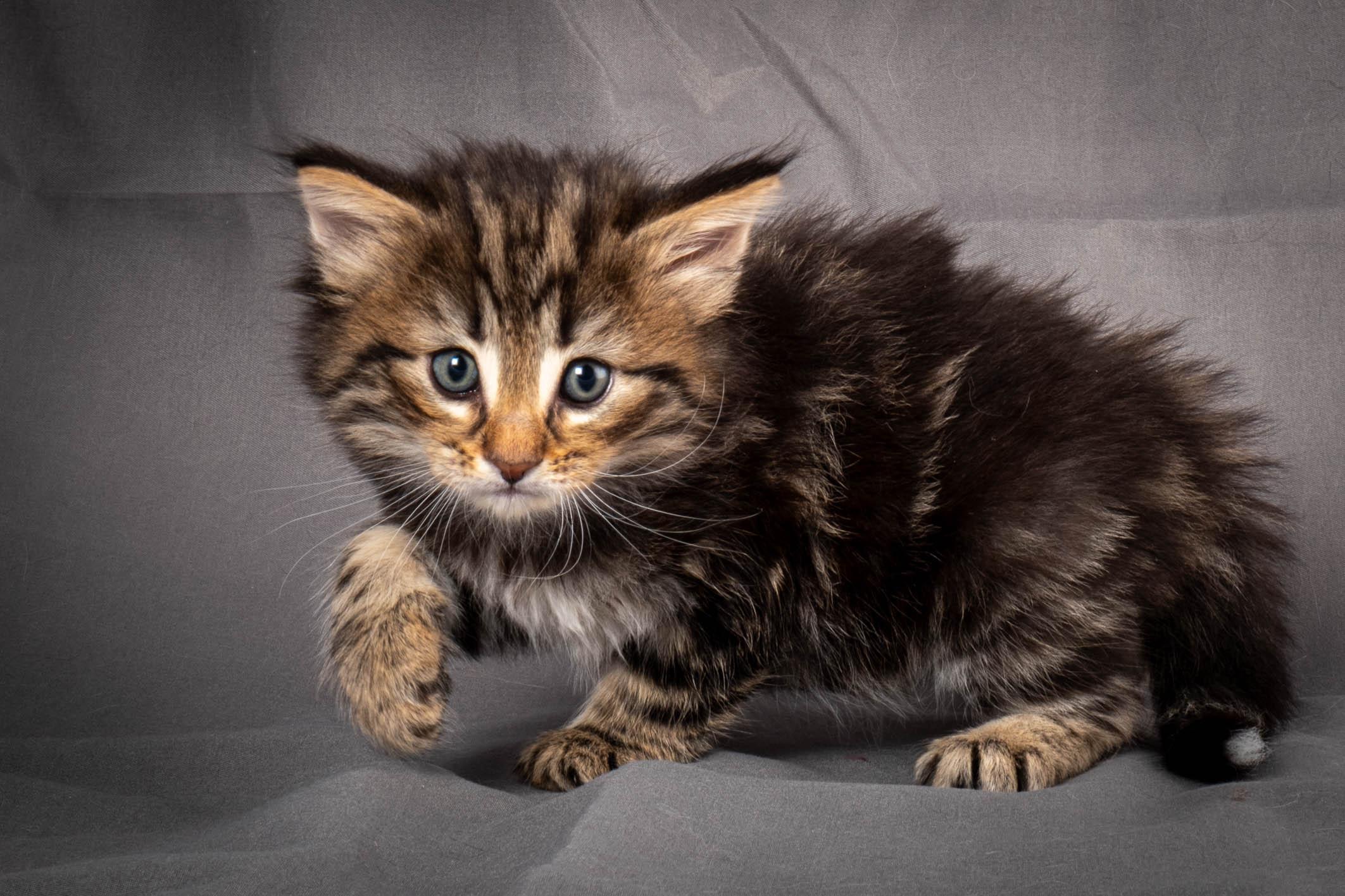 (N)Migoto's Anton, NFO n 22