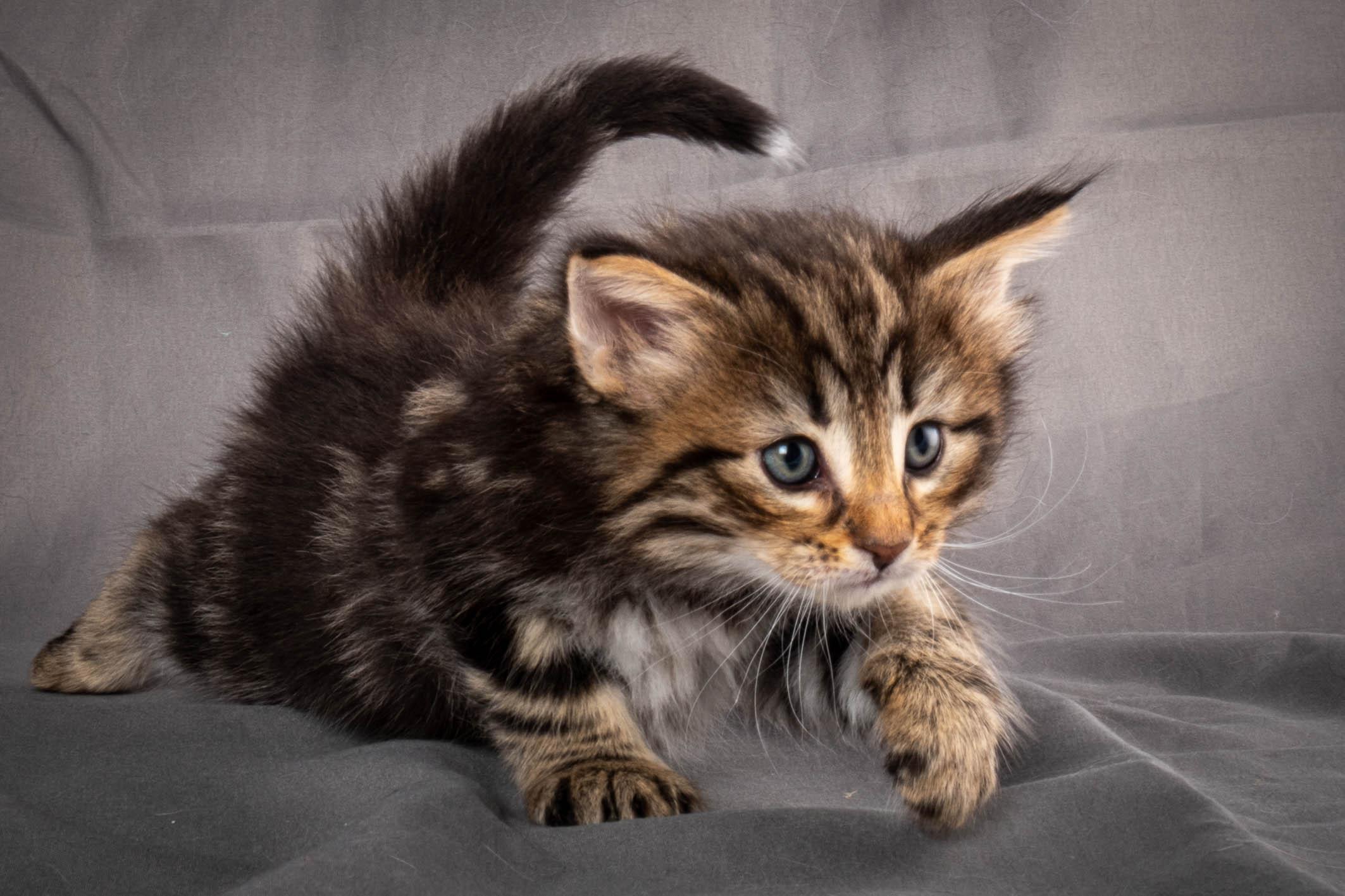 (N)Migoto's Anton, NFO n 22