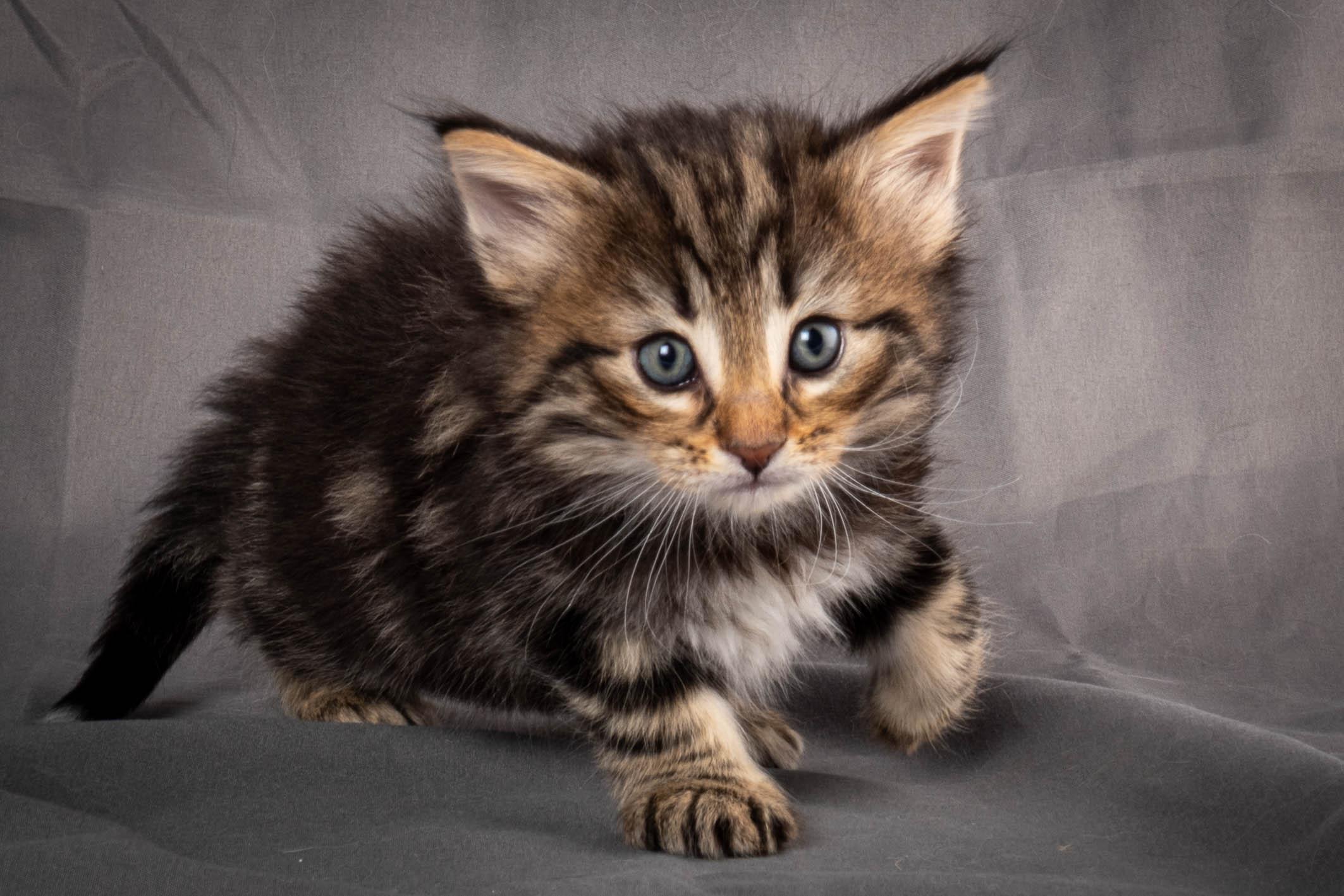 (N)Migoto's Anton, NFO n 22