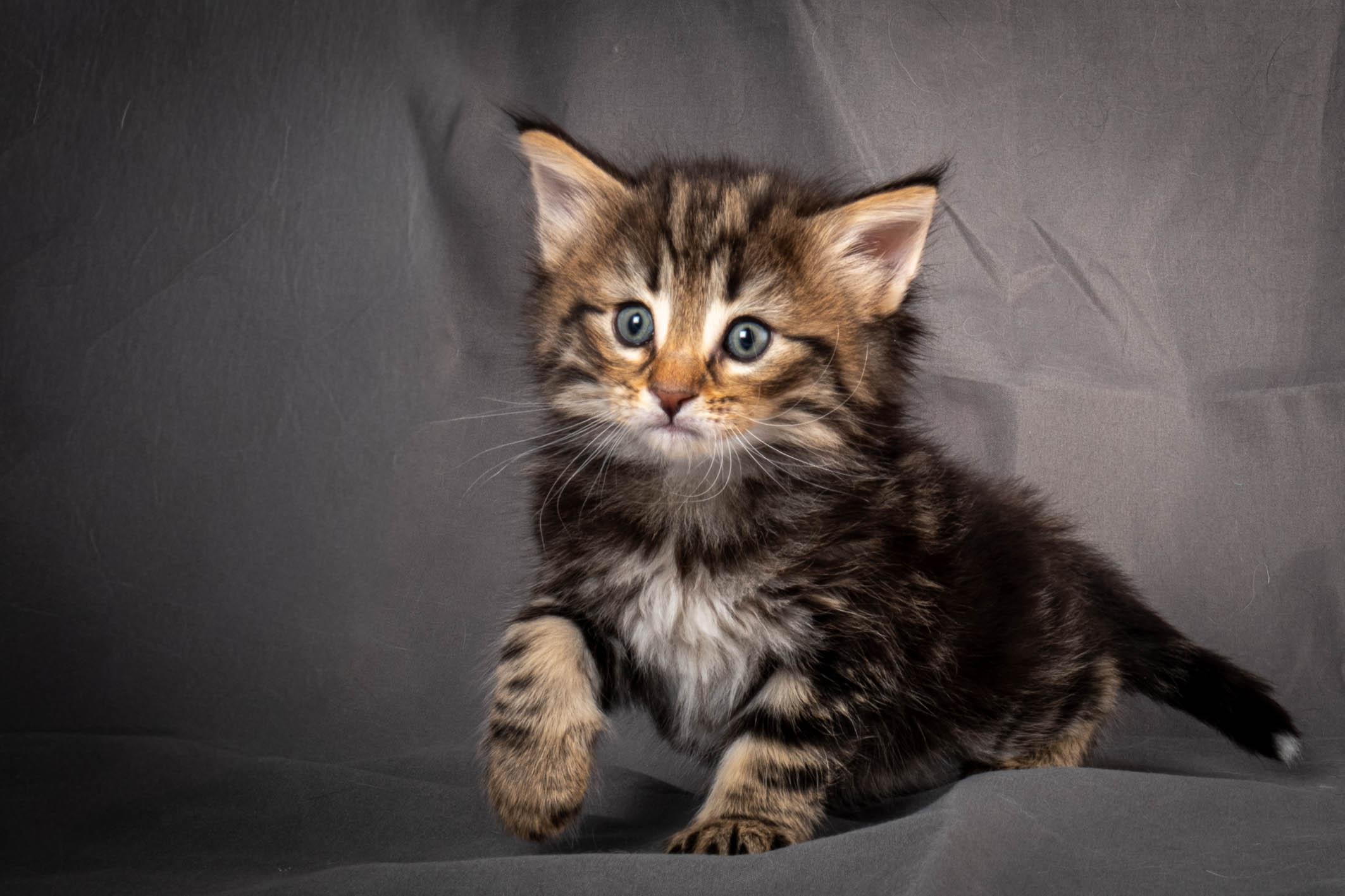 (N)Migoto's Anton, NFO n 22