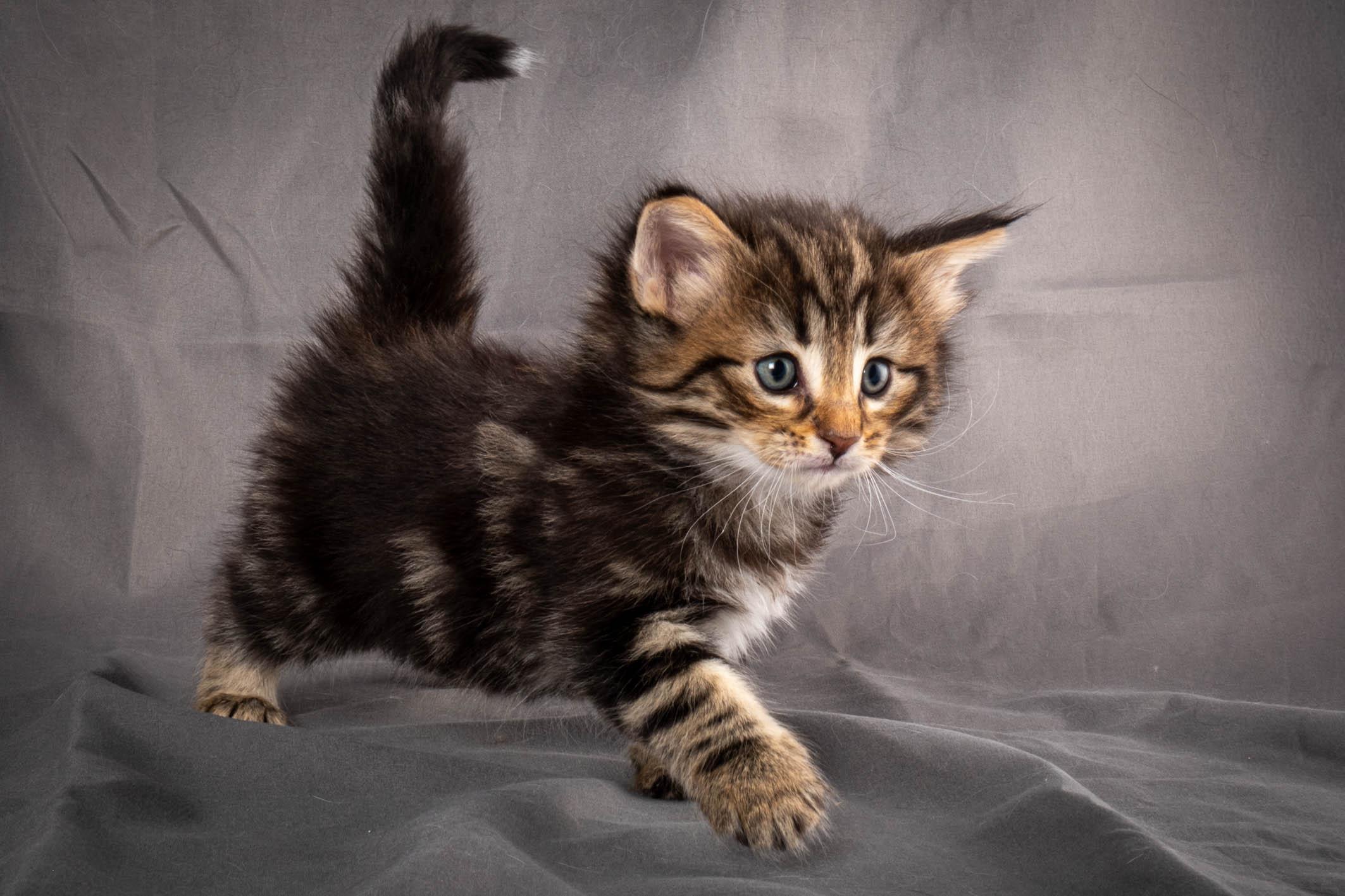 (N)Migoto's Anton, NFO n 22