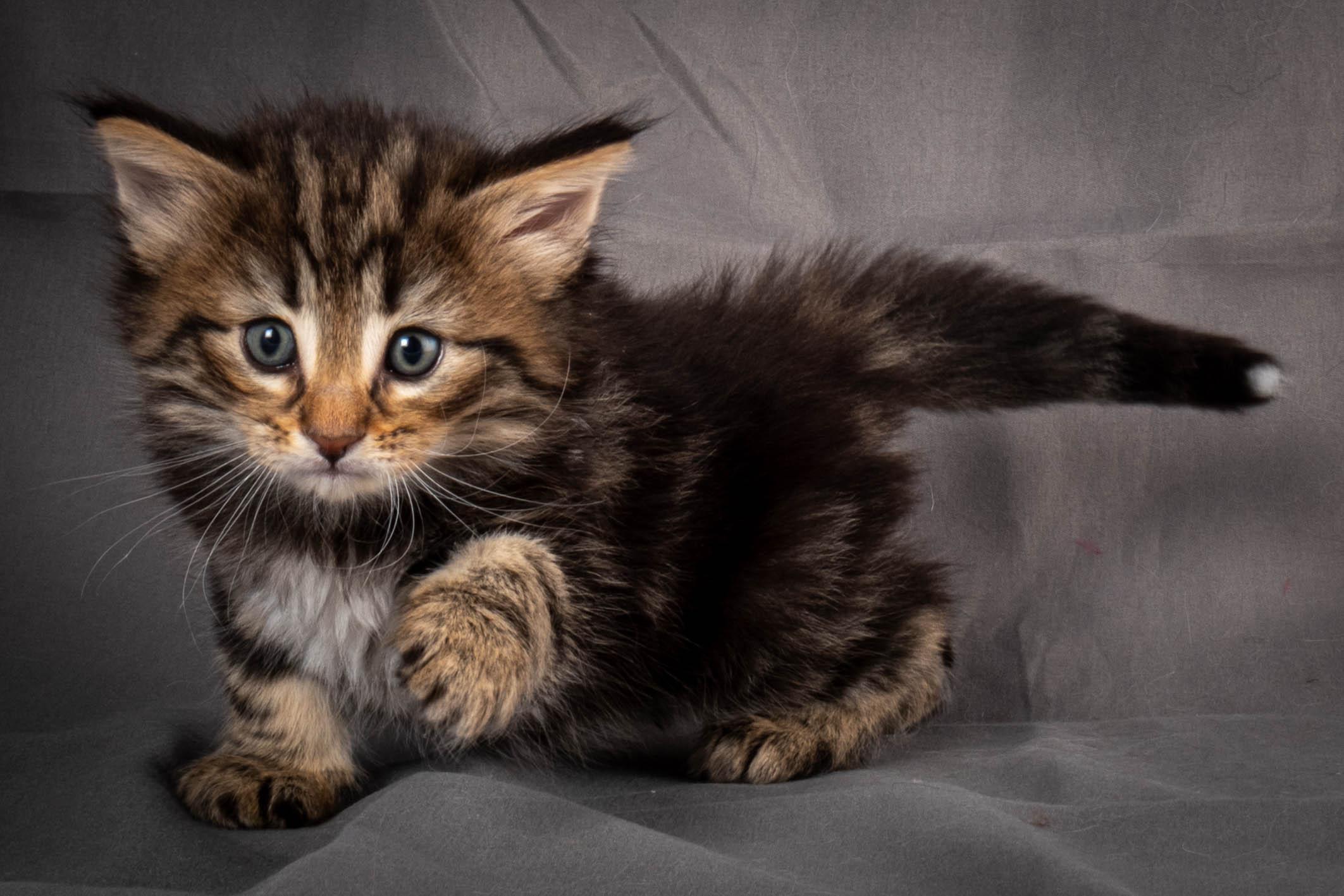 (N)Migoto's Anton, NFO n 22