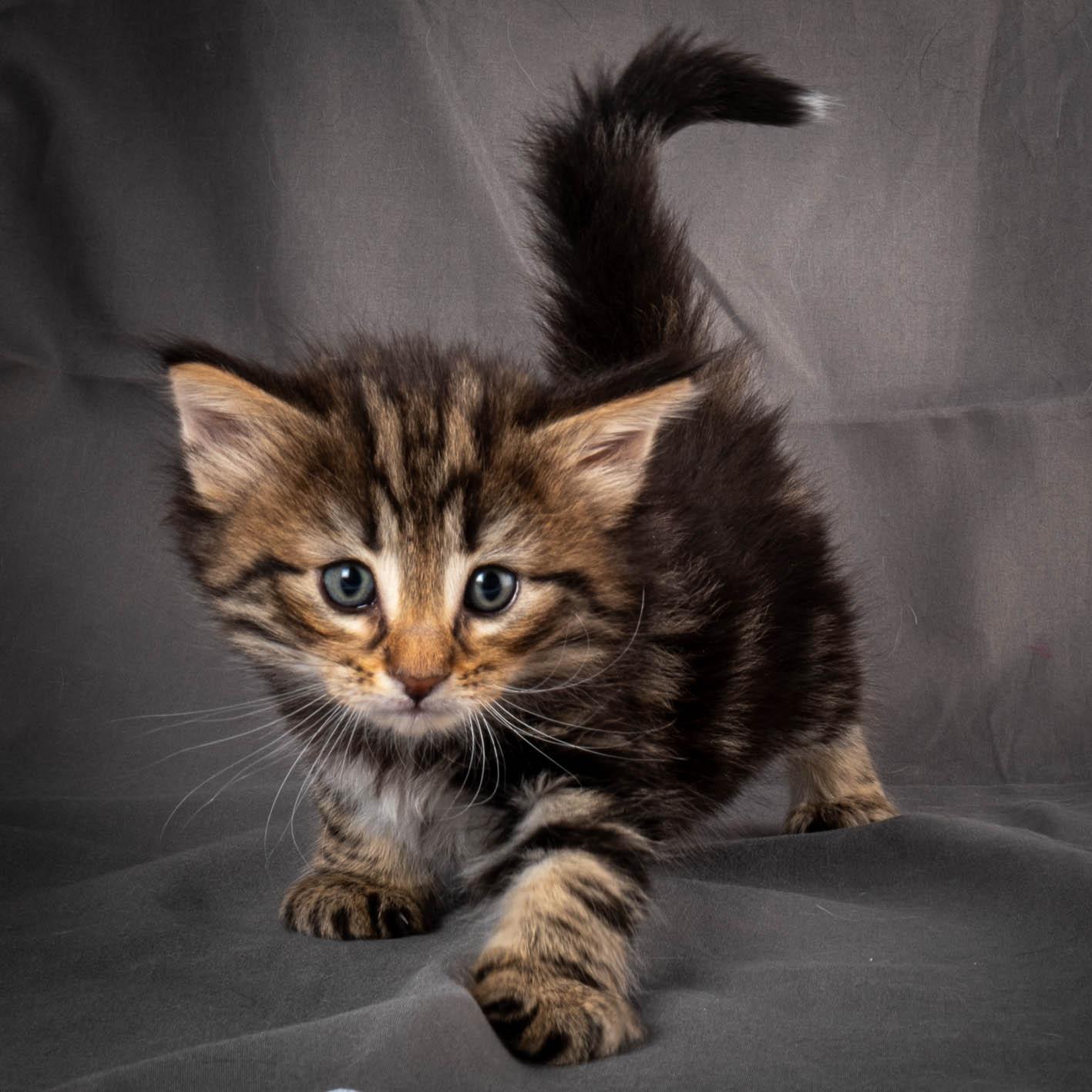 (N)Migoto's Anton, NFO n 22