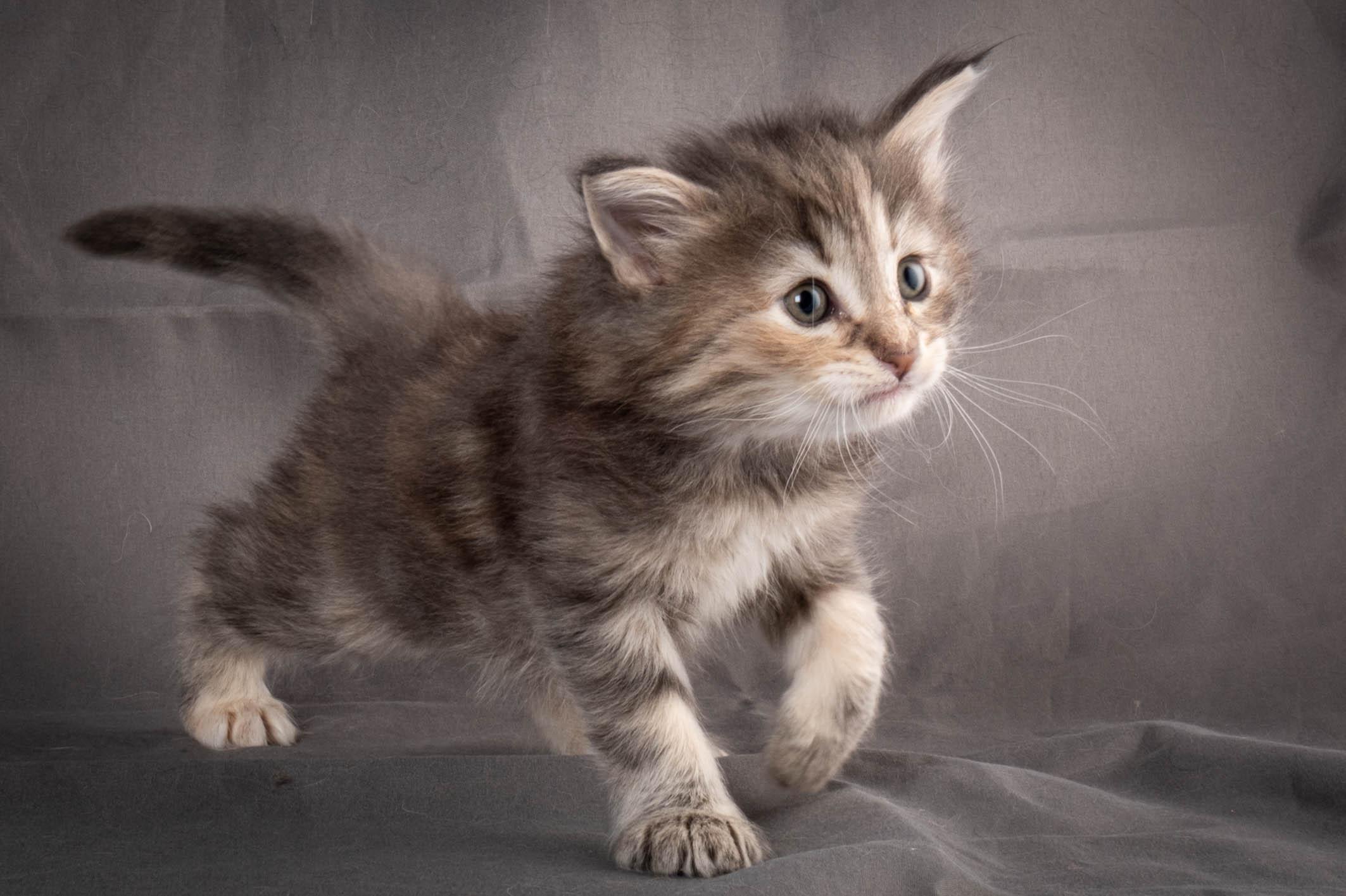 (N)Migoto's Anne, NFO n 22