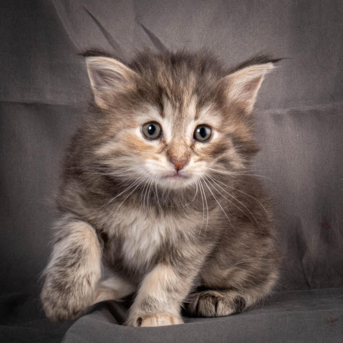 (N)Migoto's Anne, NFO n 22