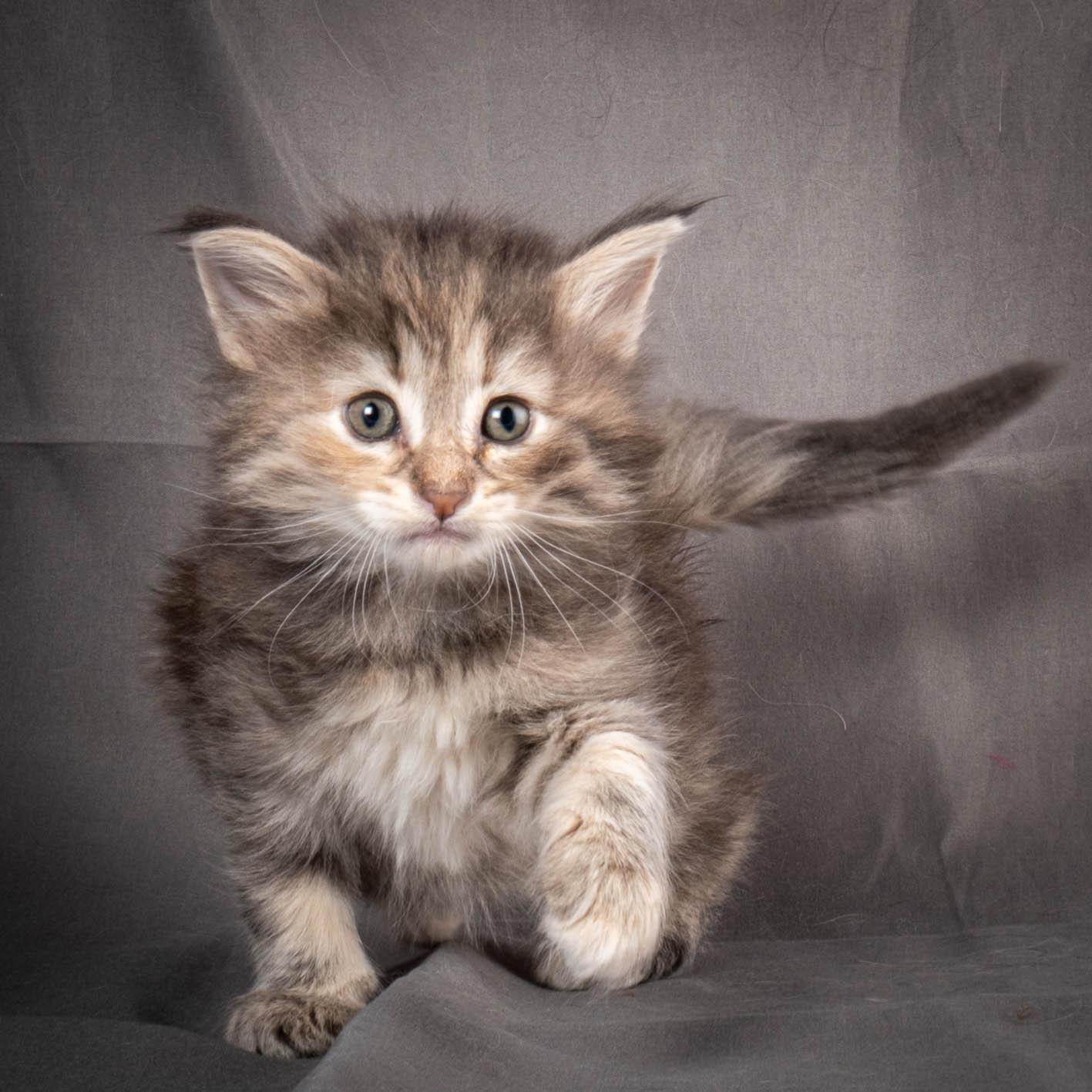 (N)Migoto's Anne, NFO n 22