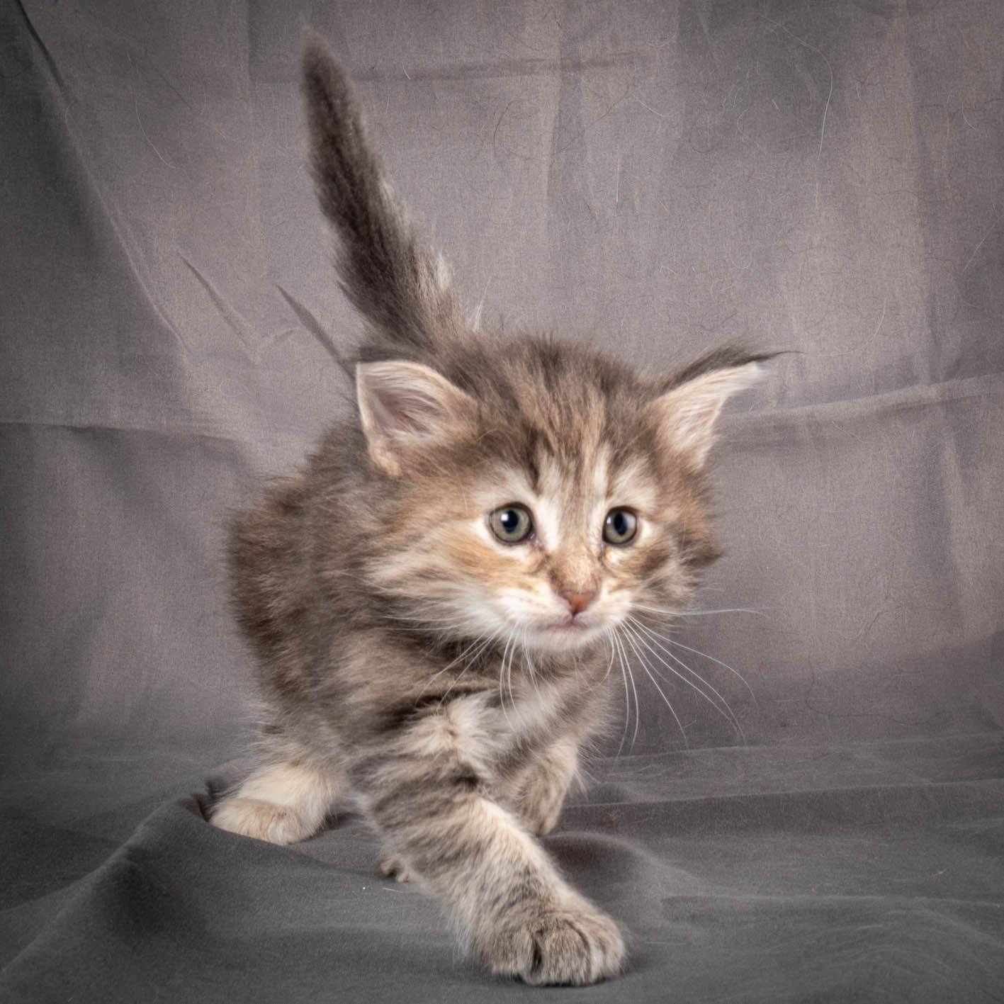 (N)Migoto's Anne, NFO n 22