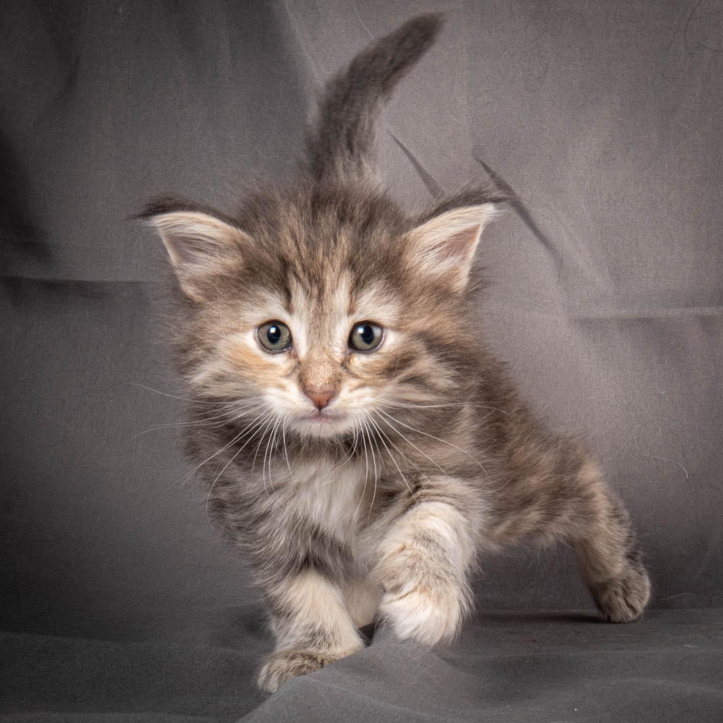 (N)Migoto's Anne, NFO n 22