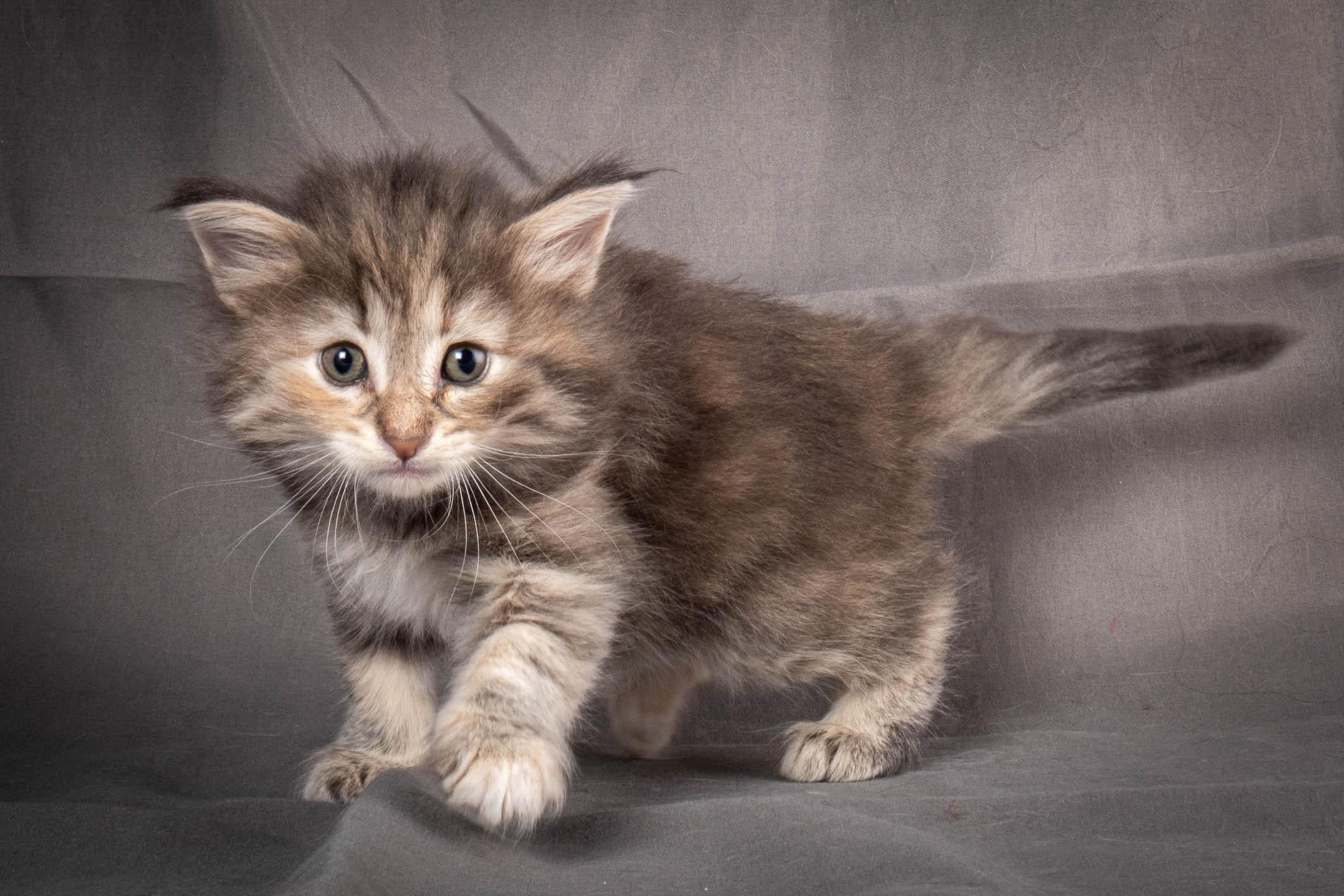 (N)Migoto's Anne, NFO n 22