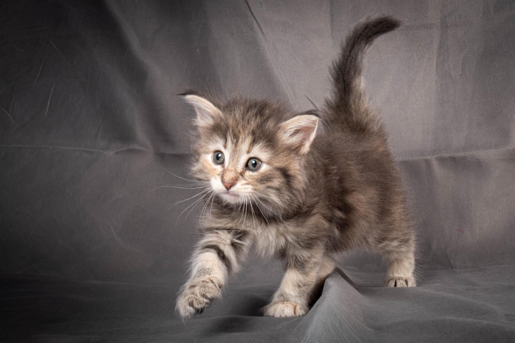 (N)Migoto's Anne, NFO n 22