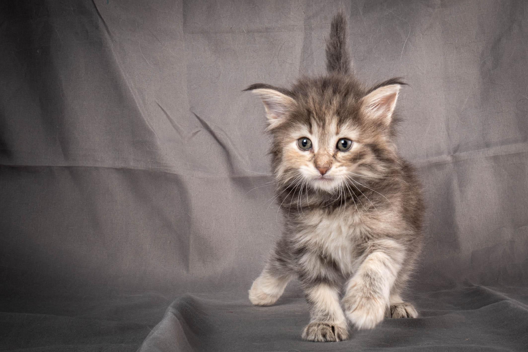 (N)Migoto's Anne, NFO n 22