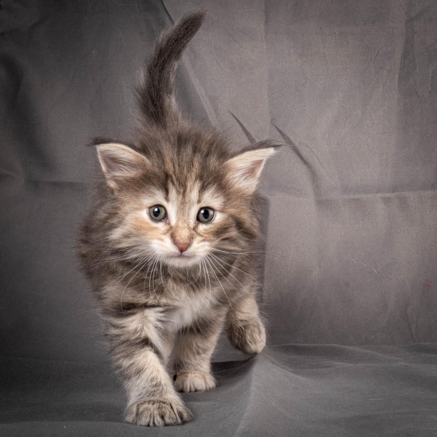 (N)Migoto's Anne, NFO n 22