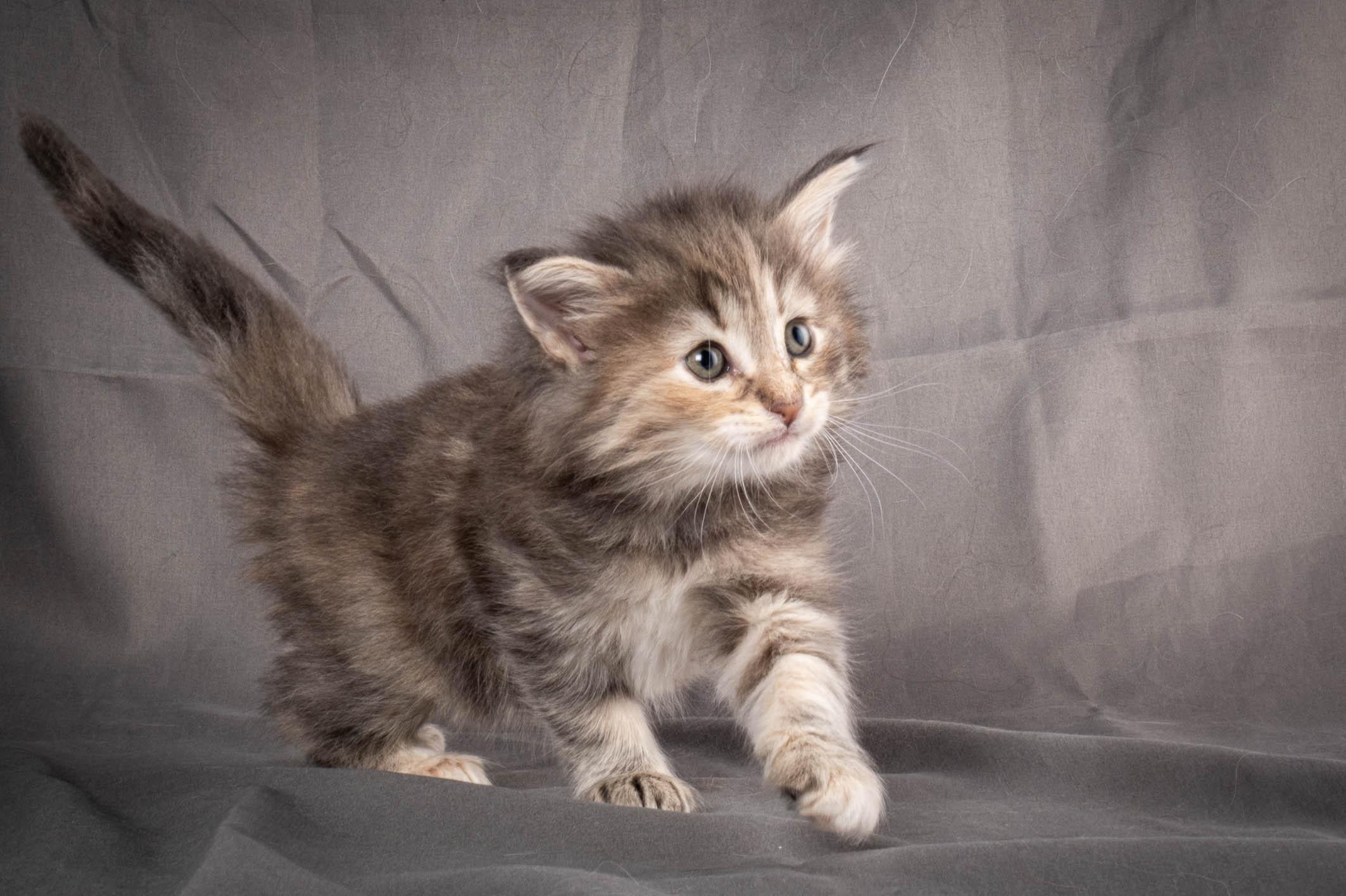 (N)Migoto's Anne, NFO n 22