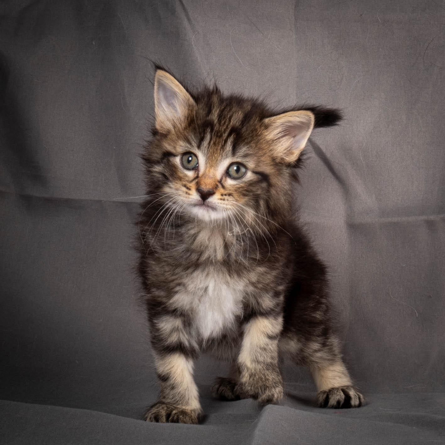 (N)Migoto's August, NFO a (09) 22