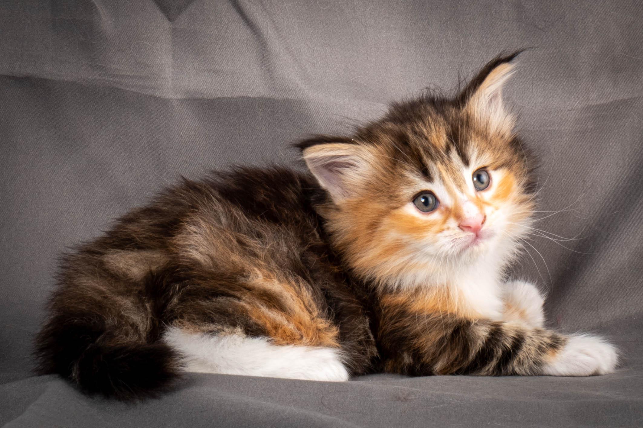 (N)Migoto's Alva, NFO f 09 22