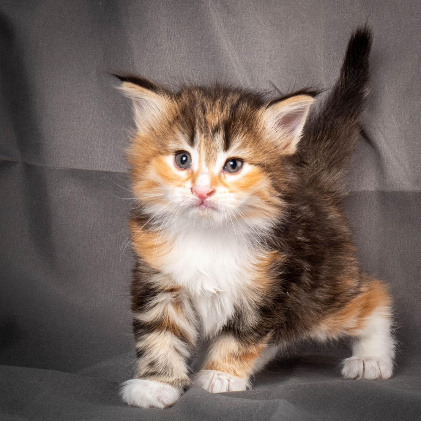 (N)Migoto's Alva, NFO f 09 22