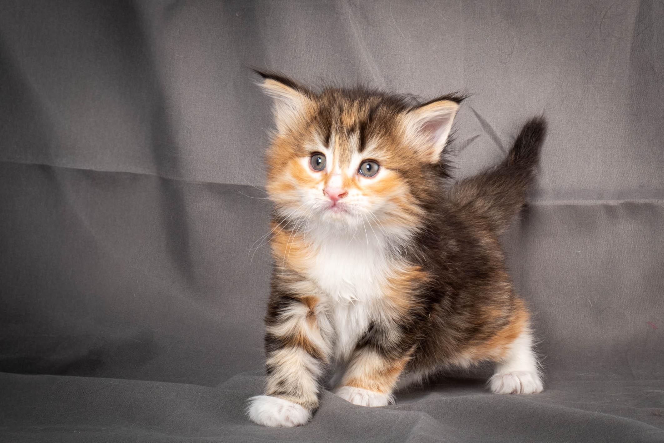 (N)Migoto's Alva, NFO f 09 22