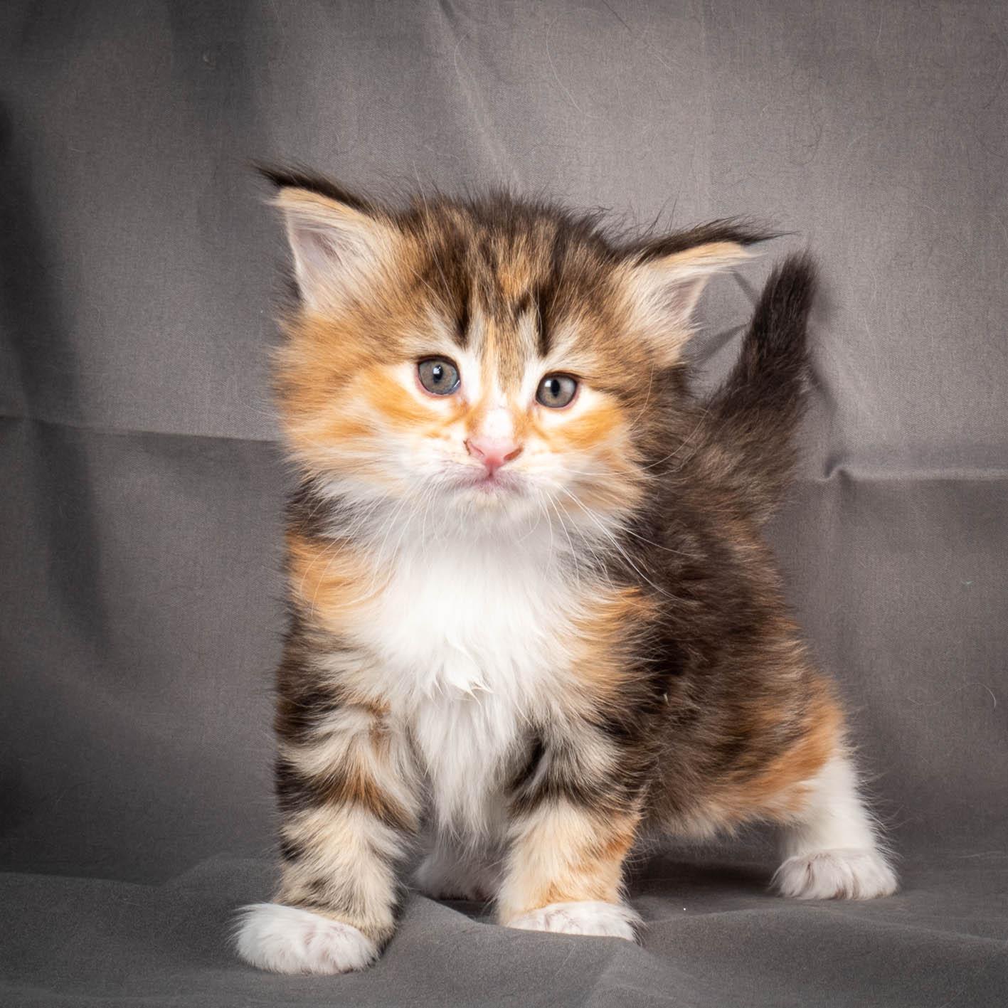 (N)Migoto's Alva, NFO f 09 22