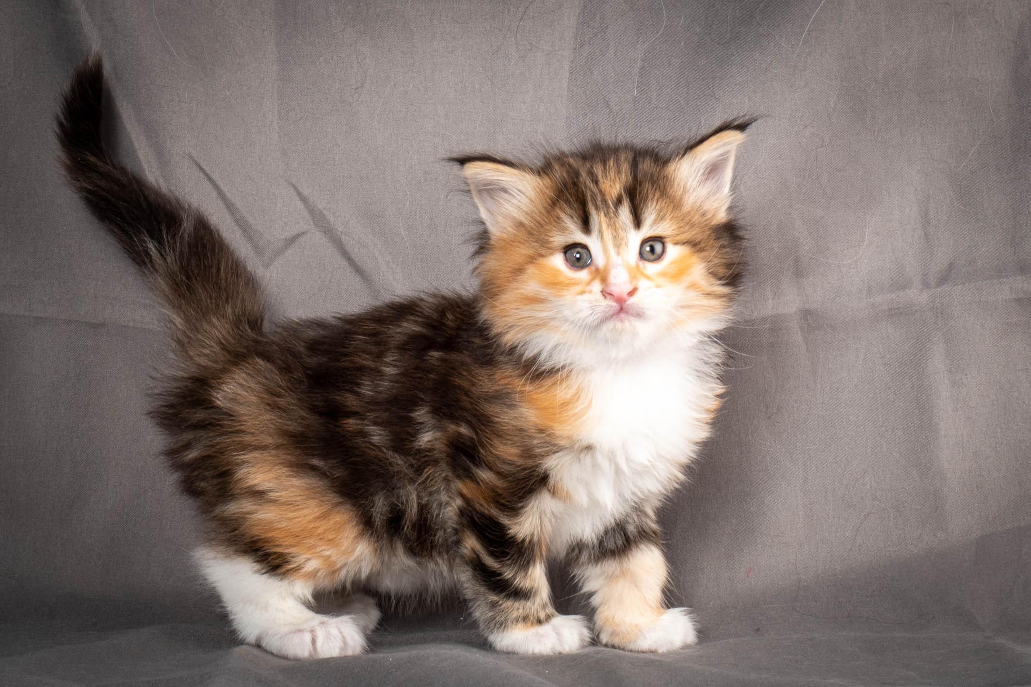 (N)Migoto's Alva, NFO f 09 22